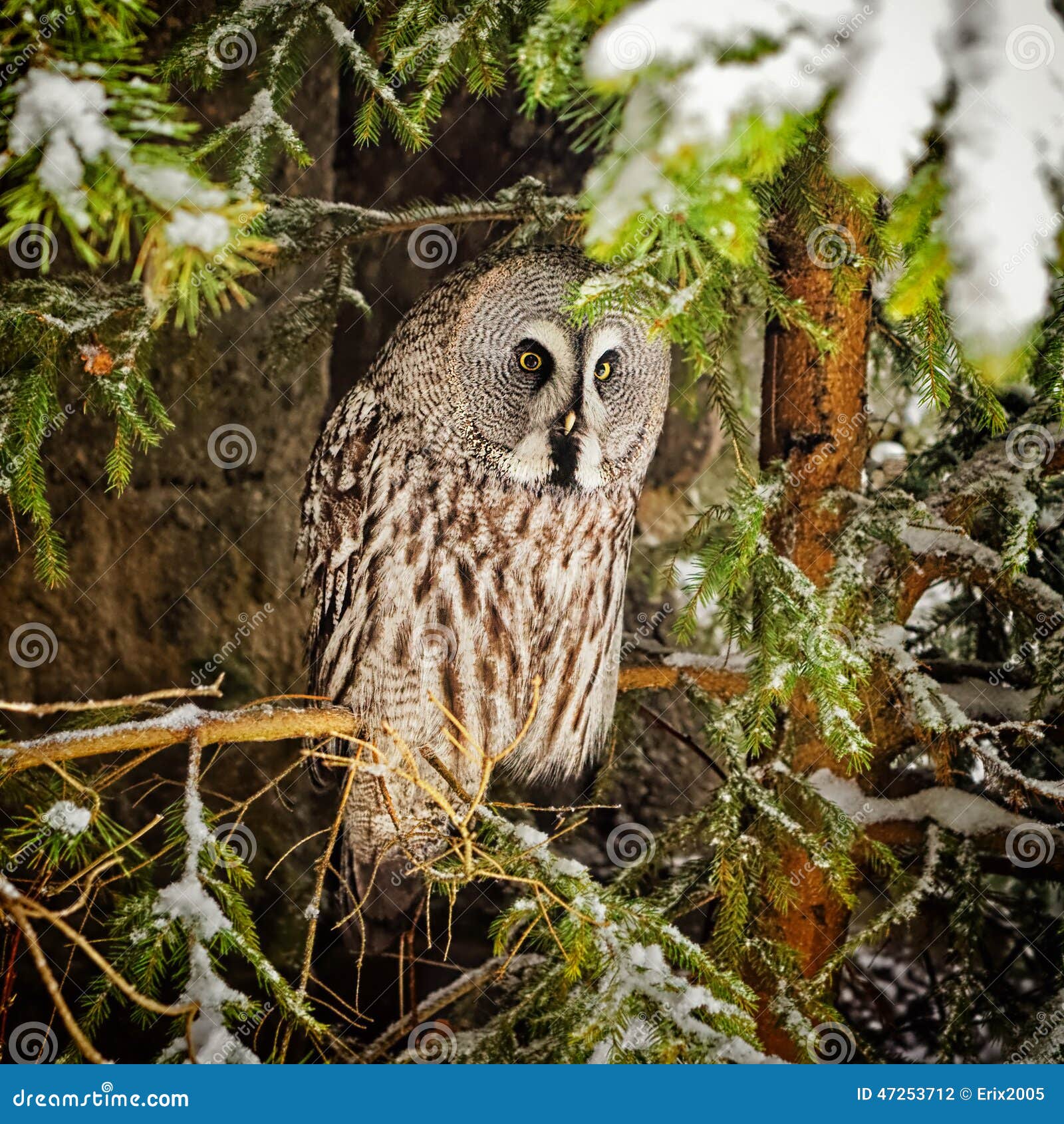 Grosse Graue Eule Am Baum Im Winter Stockfoto Bild Von Grau Baum