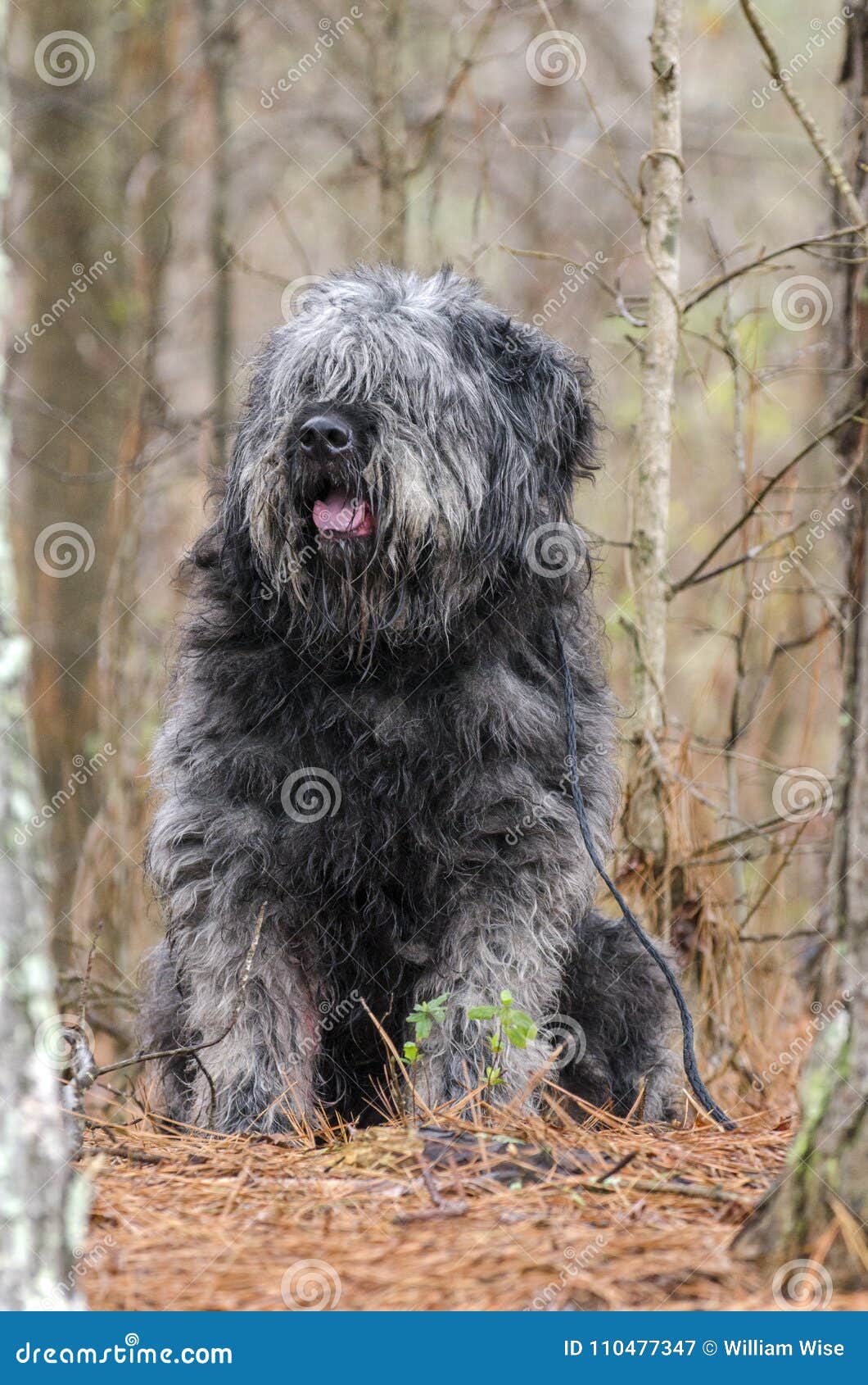 Grosse Graue Flaumige Schabige Schaferhundart Hund Der Im Holz Sitzt Stockbild Bild Von Hund Schaferhundart