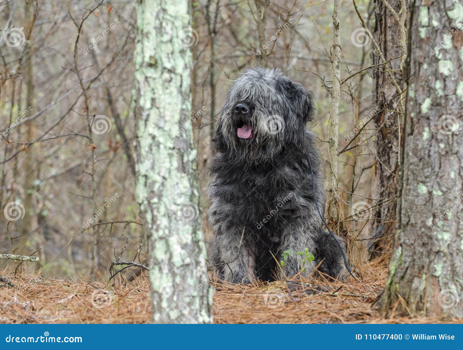 Grosse Graue Flaumige Schabige Schaferhundart Hund Der Im Holz Sitzt Stockfoto Bild Von Graue Holz