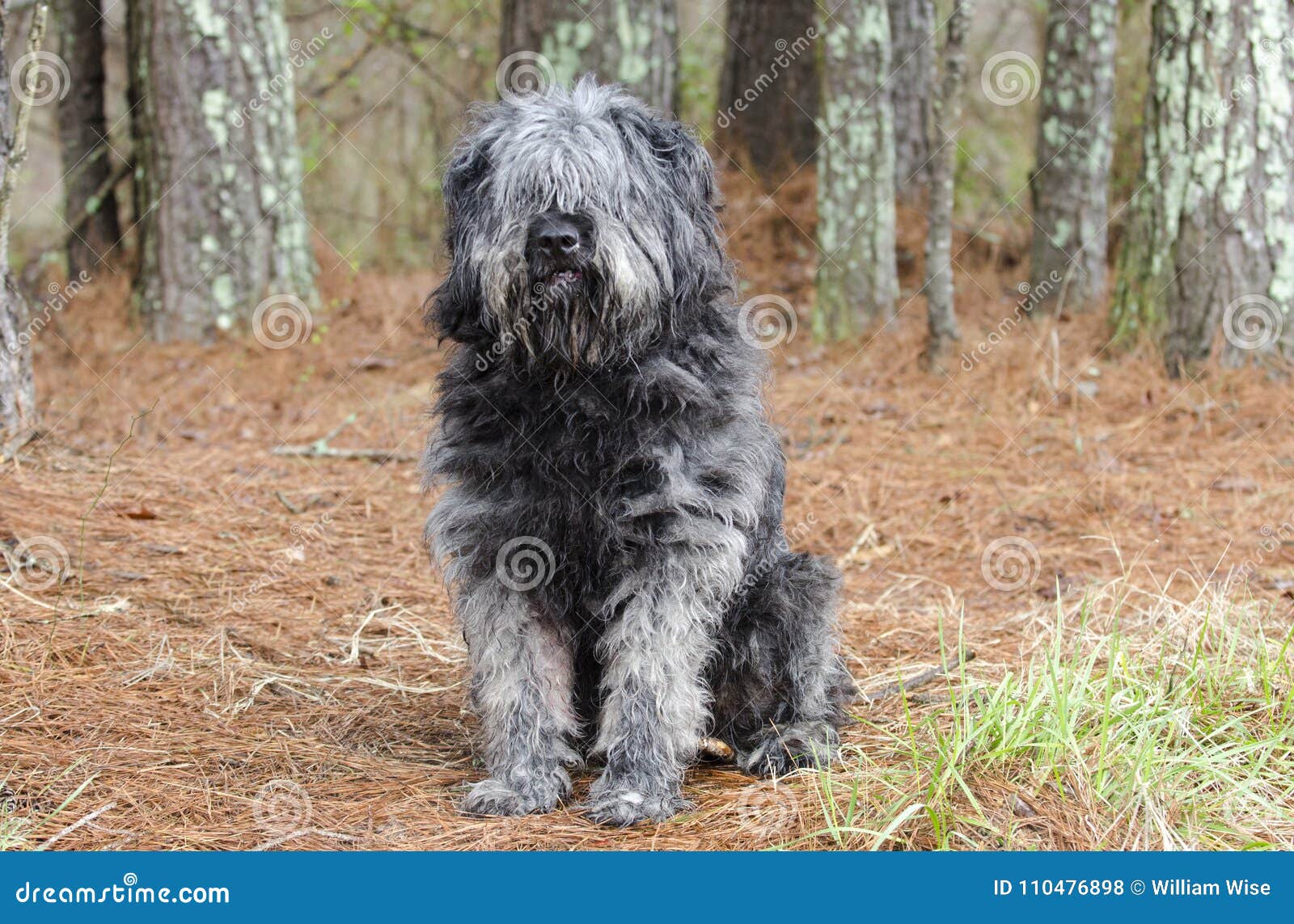 Grosse Graue Flaumige Schaferhundart Hund Der Draussen Sitzt Stockfoto Bild Von Draussen Schaferhundart