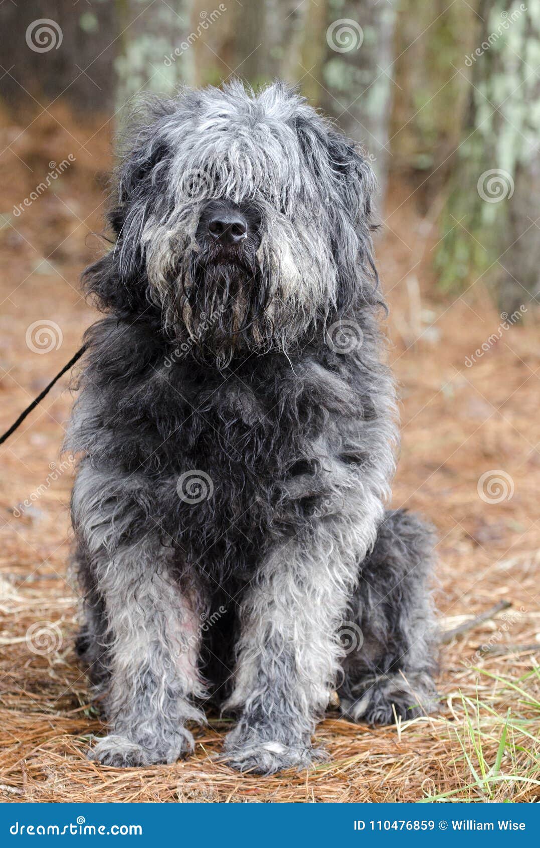 Grosse Graue Flaumige Schaferhundart Hund Muss Sich Pflegen Stockbild Bild Von Pflegen Hund