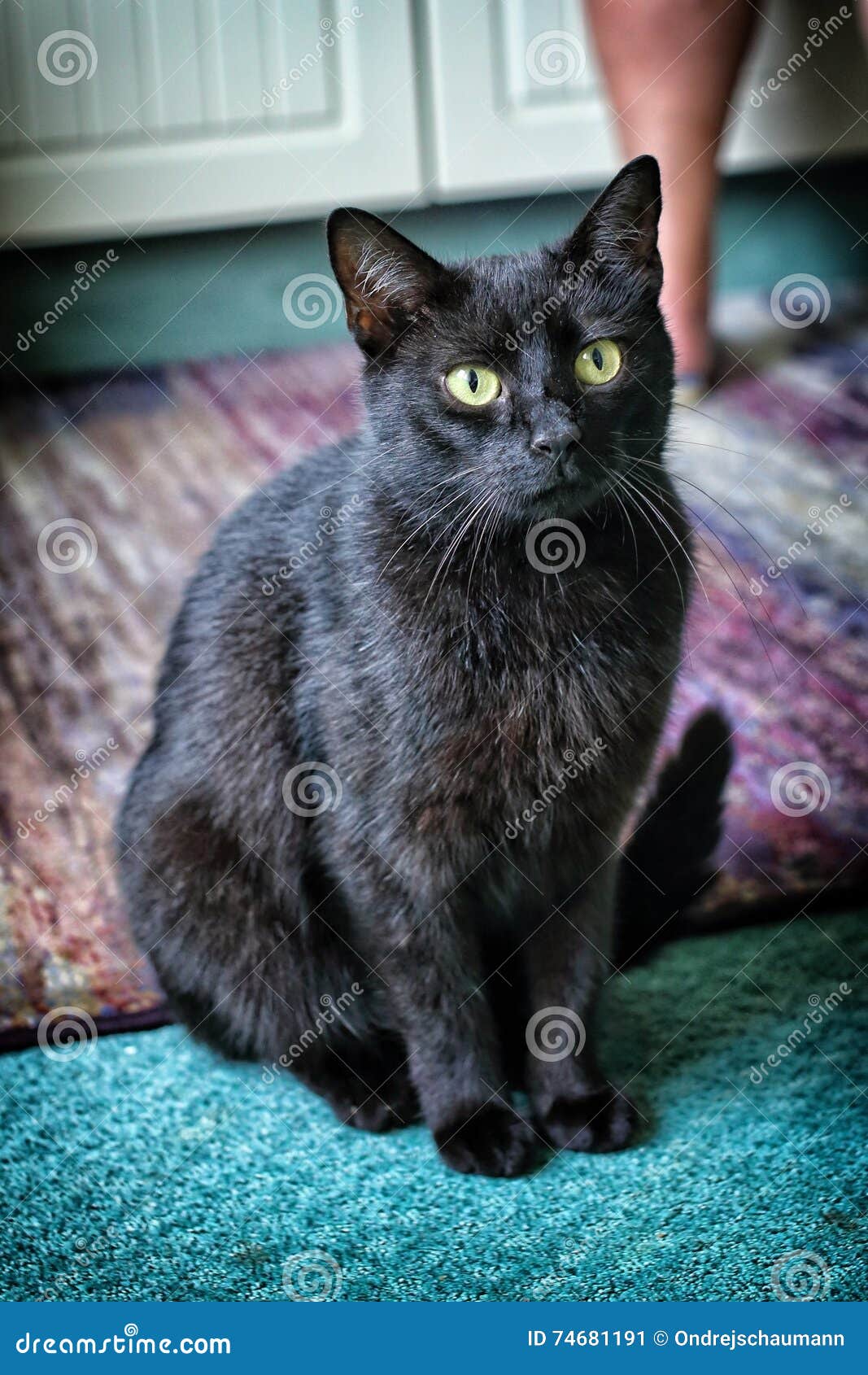 Große Schwarze Katze