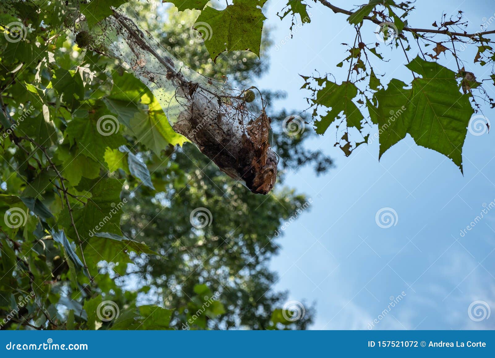 Grosse Spinnennetze Zwischen Baumen Stockfoto Bild Von Amerika Ansicht 157521072