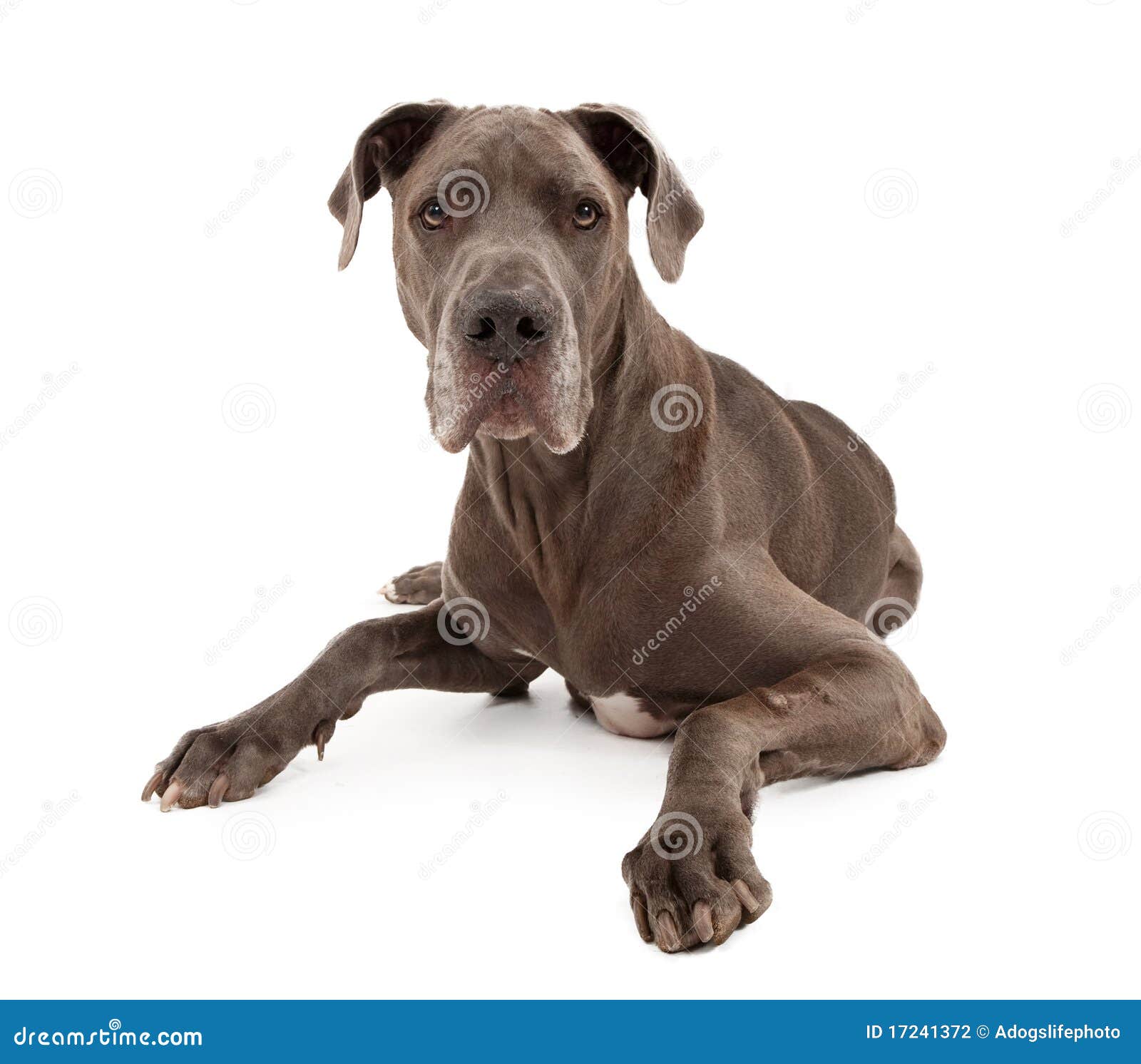 Grosser Dane Hund Getrennt Auf Weiss Stockfoto Bild Von Getrennt Dane