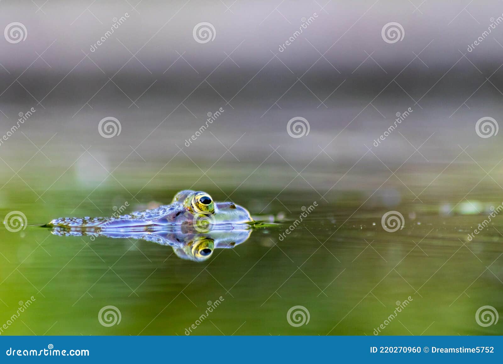 Großer Grüner Frosch Im Gartenteich Mit Schöner Reflexion an Der  Wasseroberfläche Zeigt Froschaugen Im Gartenbiotop in Makroansich Stockfoto  - Bild von auge, umgebung: 220270960
