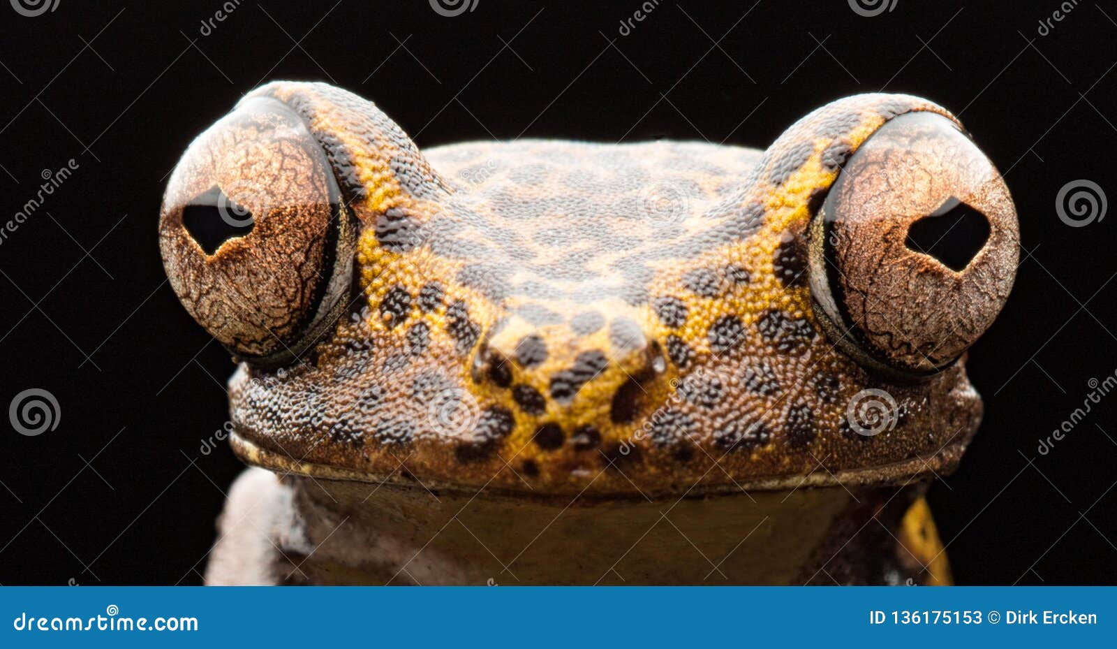 Große Froschaugen Des Tropischen Treefrog Stockbild - Bild von