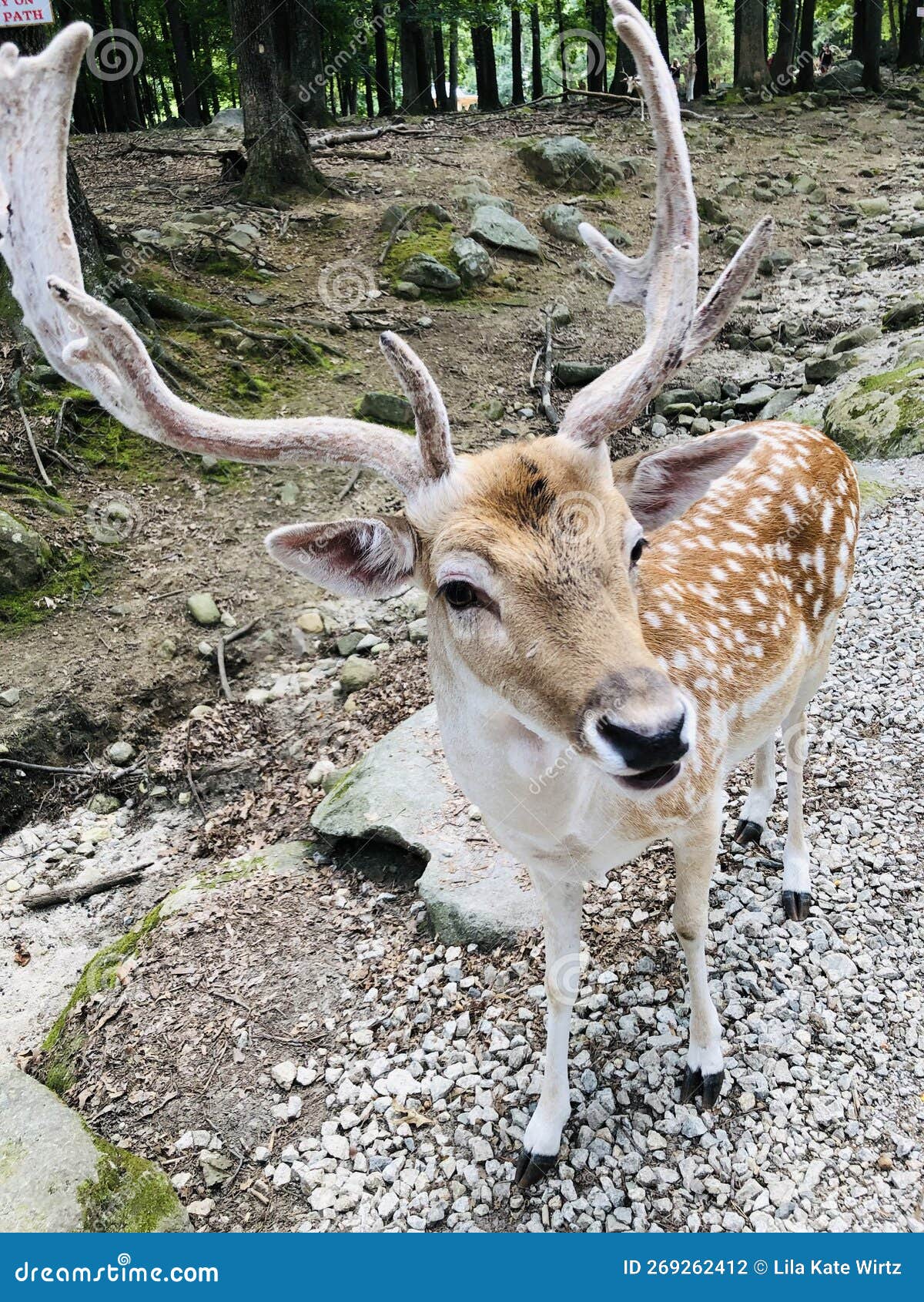 groan, looking for a mate, fallow deer, deer forest at southwicks zoo mendon, ma