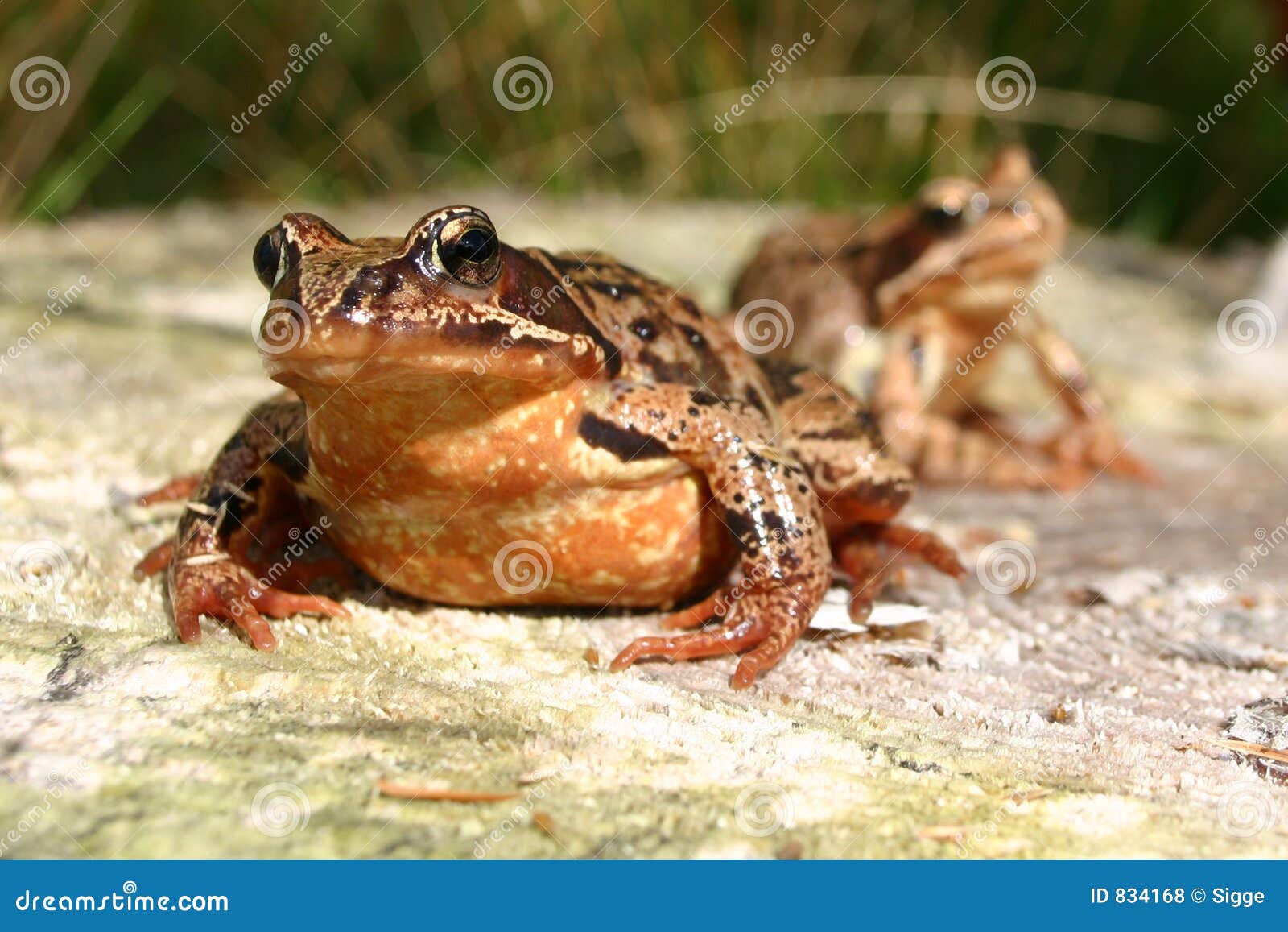 Banhoppningen för hoppet för flygtur för green för trädgården för grodor för grodan för skogen för ögon för miljön för ekologi för den amfibiska för amfibier som amphibious djura för djur biologiska för biologi kraxandet för biotop bruna utåtbuktade kraxar mest forrest nya hopp som, laken hoppar, hoppar djurliv för slemmiga för art för slime för floden för reptilar för reptilen för ranaen för princen för damm för livstidsnaturen utomhus wild för fjädern för swampen söta för temporariaen för paddan för paddor våtmarker för vatten