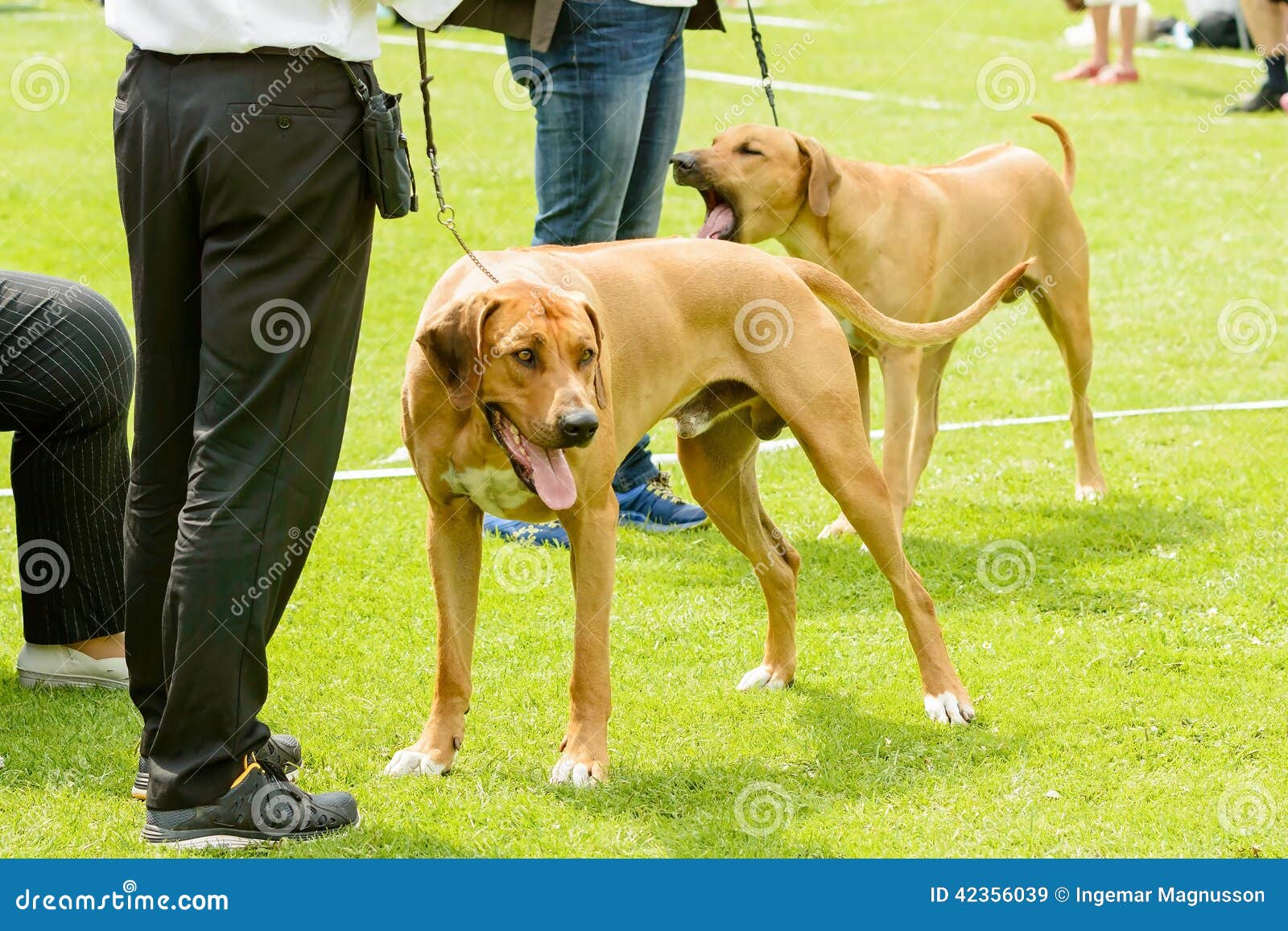 Große Braune Hunde Stockfoto Bild 42356039