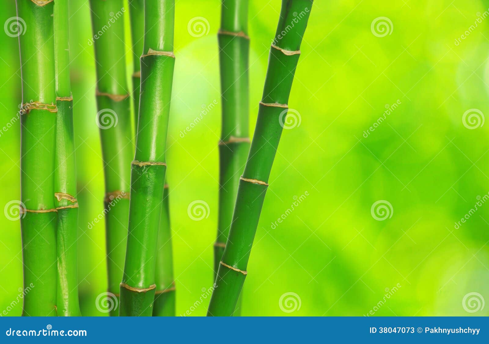 land Maak avondeten onpeilbaar Groen bamboe stock afbeelding. Image of geïsoleerd, steel - 38047073