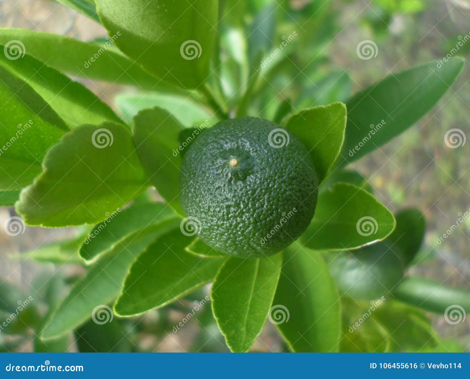 Groen kalkfruit op de boom. Groene kalk t op de boom, installatie in de achtertuin