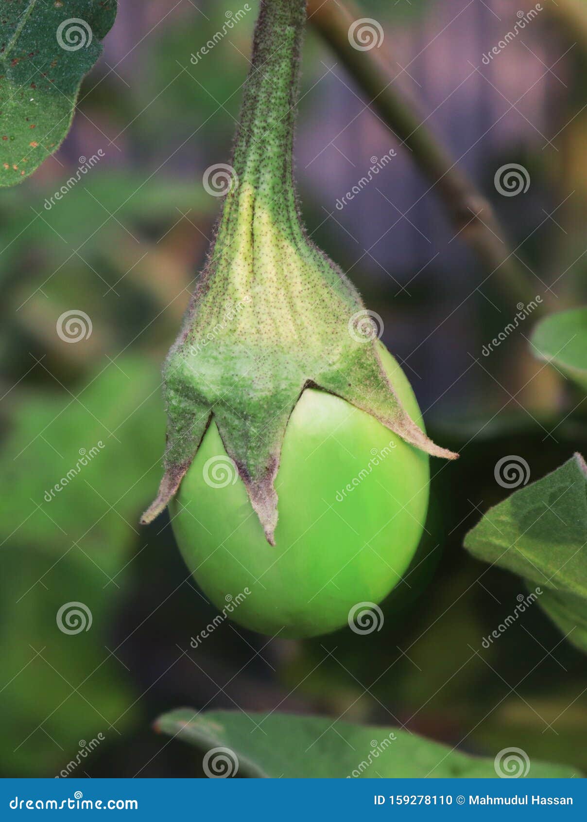 getuigenis de wind is sterk volleybal Groene Aubergine Op De Boom Groene Aubergines Stock Foto - Image of aziatisch, koken: 159278110 getuigenis de wind is sterk volleybal Groene Aubergine Op De Boom Groene Aubergines Stock Foto - Image of aziatisch, koken: 159278110