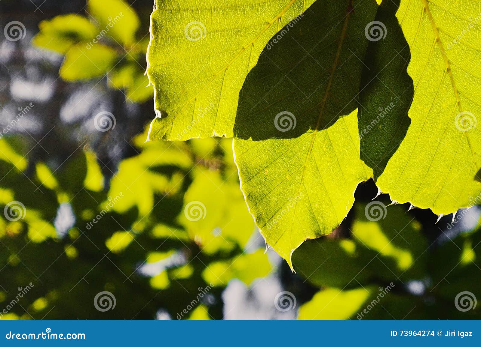 Groene bladeren in de ochtend backlit in het gebied van Karlovarky kraj in Tsjechische republiek