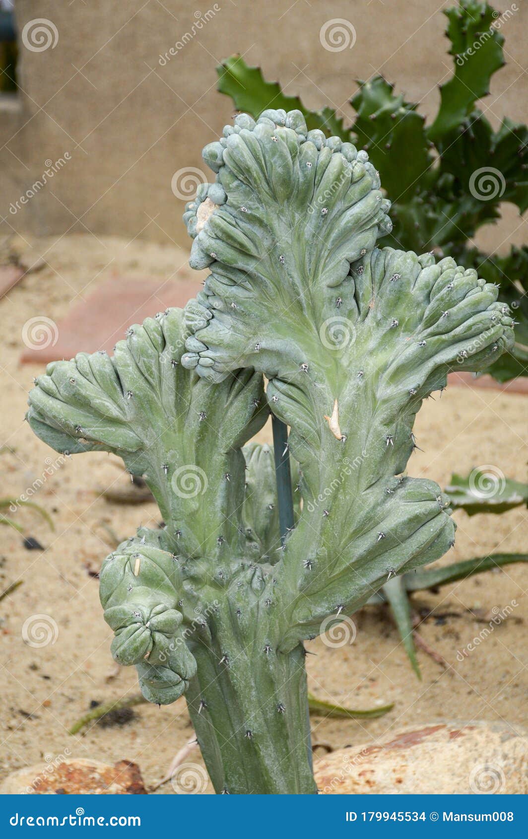 Sluit verse groene cactuseboom in natuurtuin.