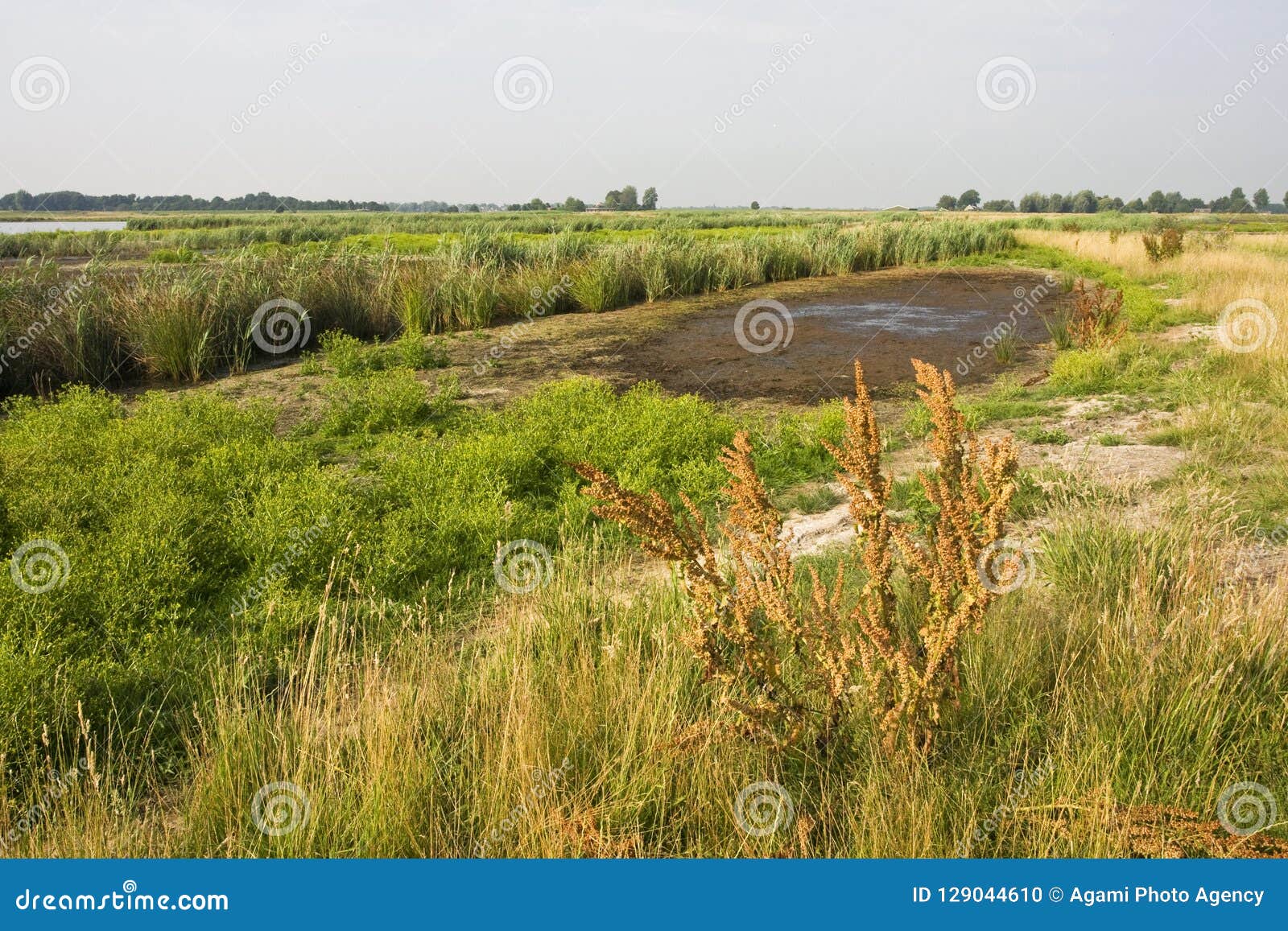 groene jonker, zevenhoven, netherlands