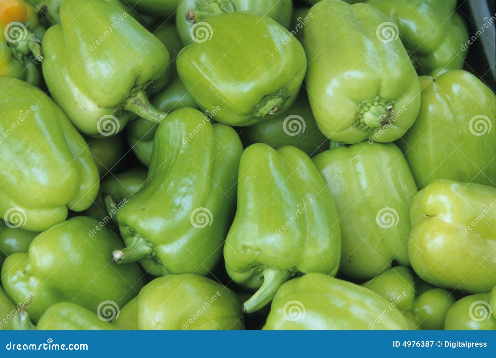 Groene paprika stock afbeelding. Image of voeding, vitaminen 4976387