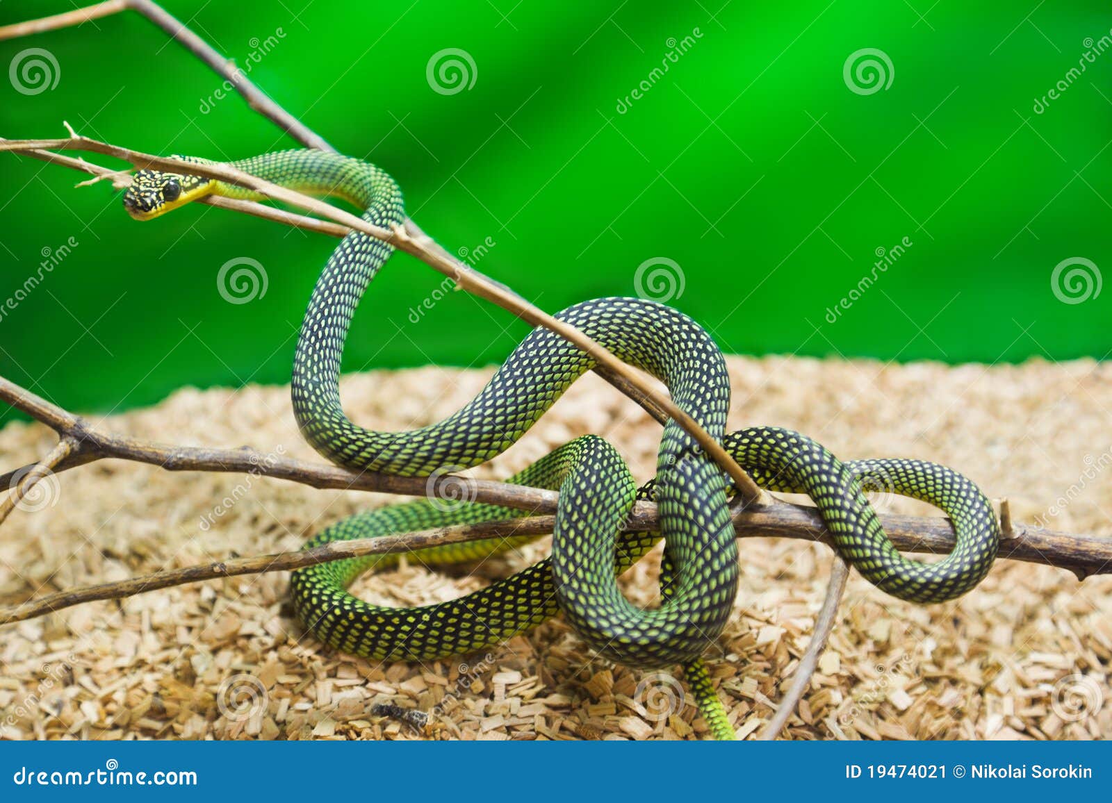 Groene slang in terrarium stock afbeelding. Image of -