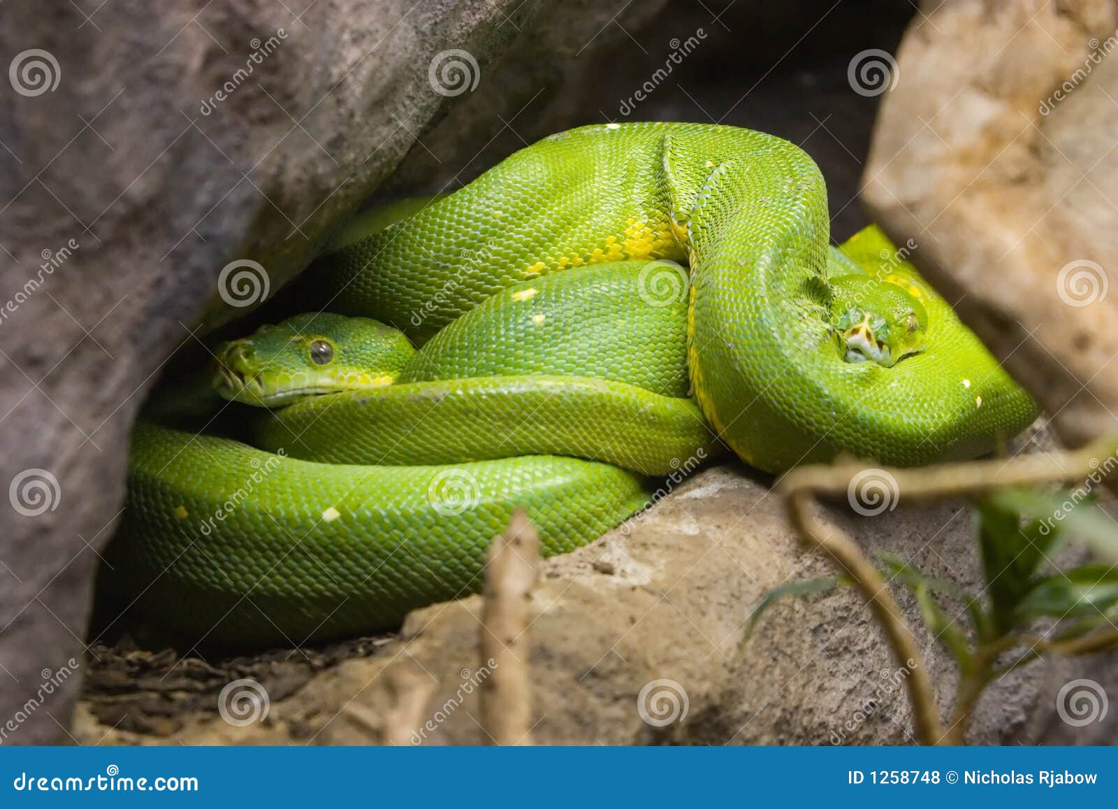 pijnlijk heet Structureel Groene Slangen stock foto. Image of groen, takjes, installaties - 1258748