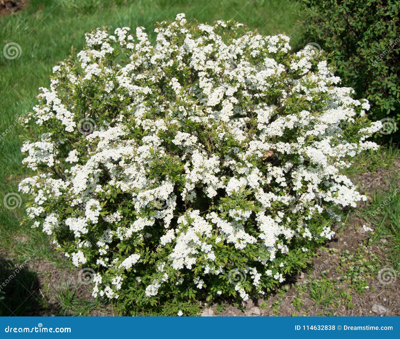 lever Teleurstelling Intiem Groene Struik Met Witte Bloemen Op Een De Lentedag Stock Foto - Image of  gebied, lente: 114632838