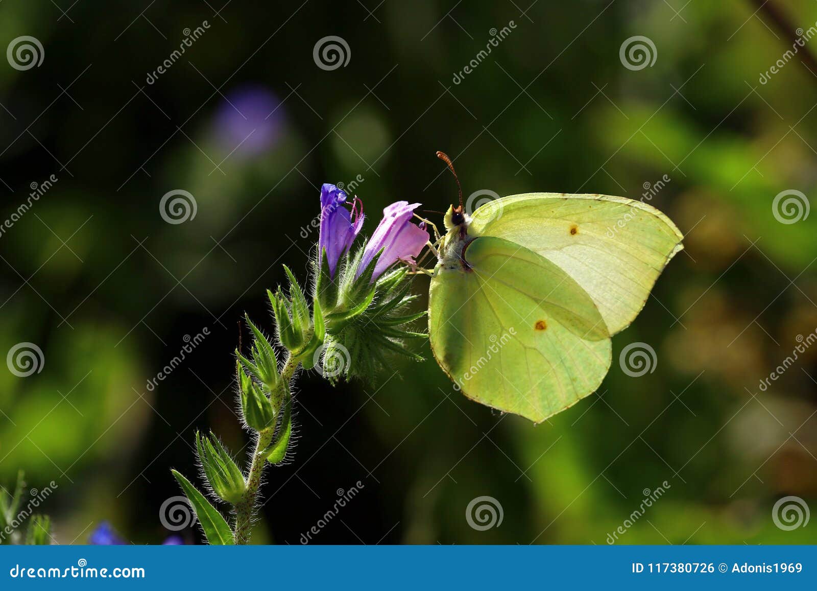 Welp Groene vlinder op bloem stock foto. Afbeelding bestaande uit EW-03