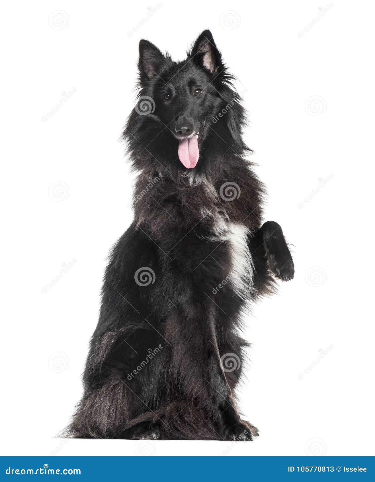 Groenendael 1.5 Years Old, Isolated Stock Image - Image of sitting ...