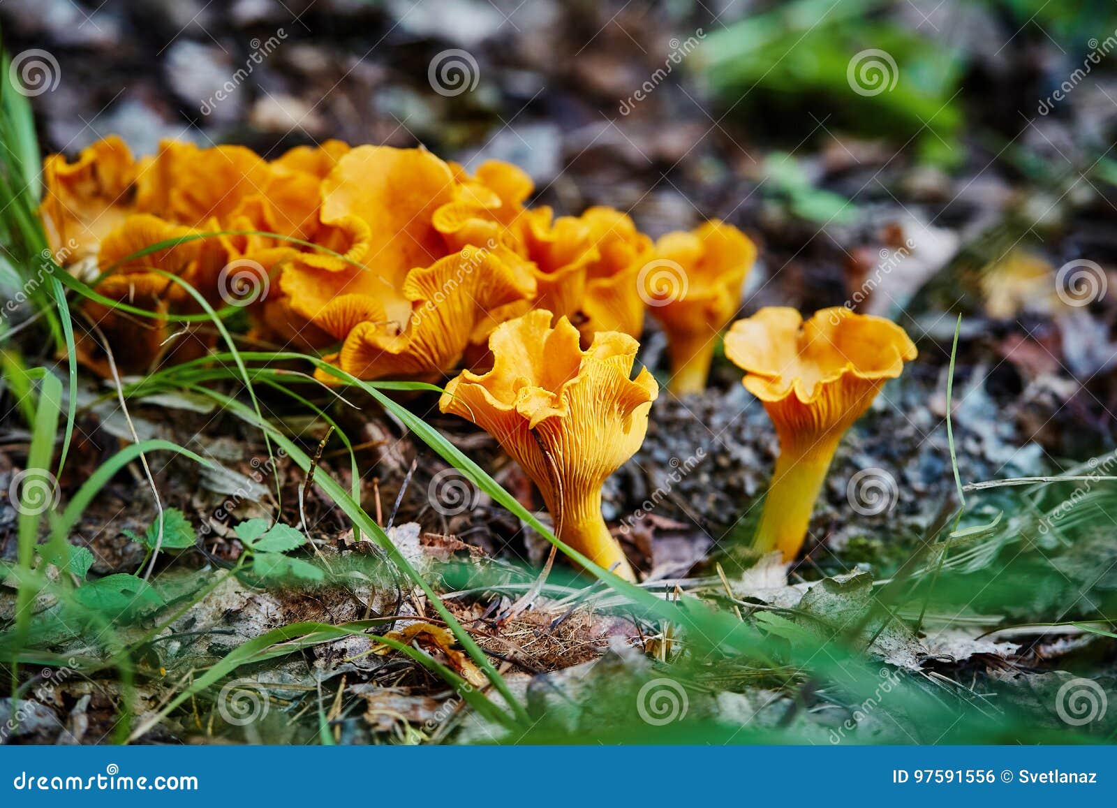 Groep Cantharelpaddestoel in Het Hout, CANTHARELLUS CIBARIUS Stock Foto