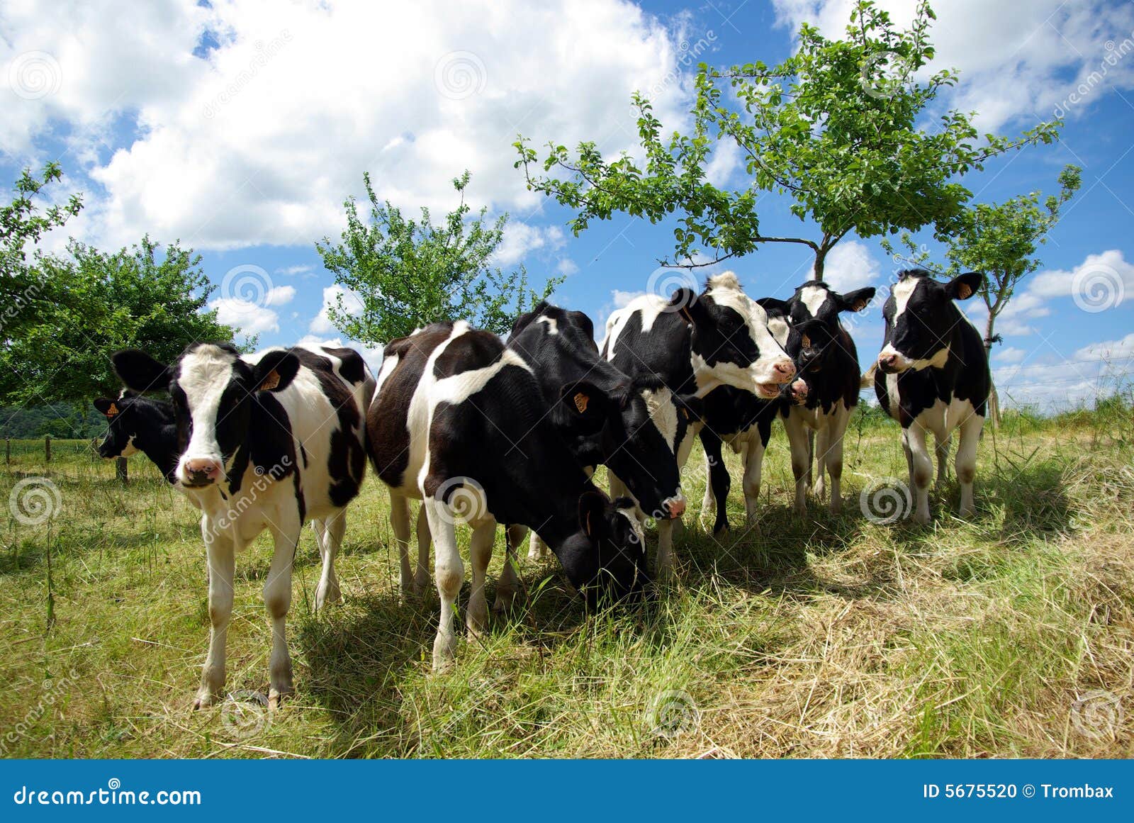 Groep koeien in schuine stand-omhooggaande mening met een blauwe hemel.