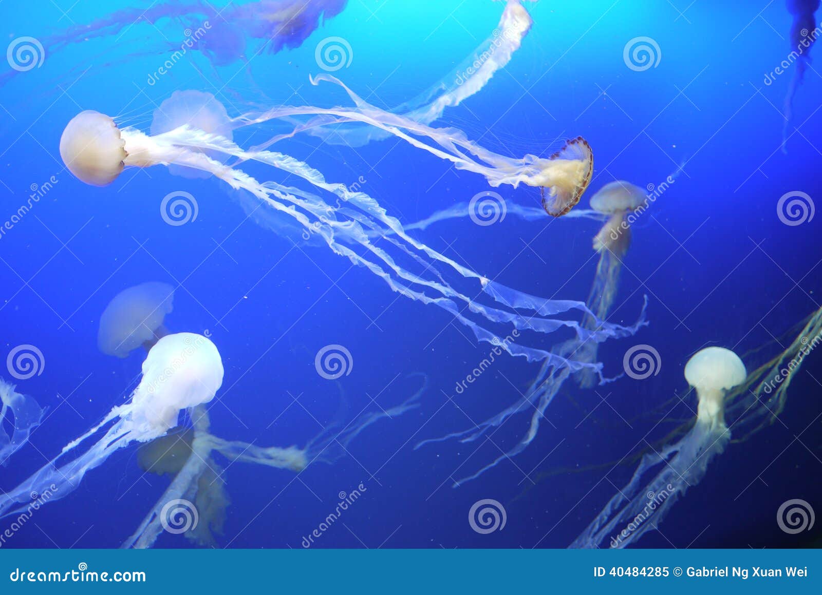 Groep kwallen onder het overzees. Groep kwallen in overzees aquarium onder purper die licht bij Overzees van Singapore Aquarium wordt genomen