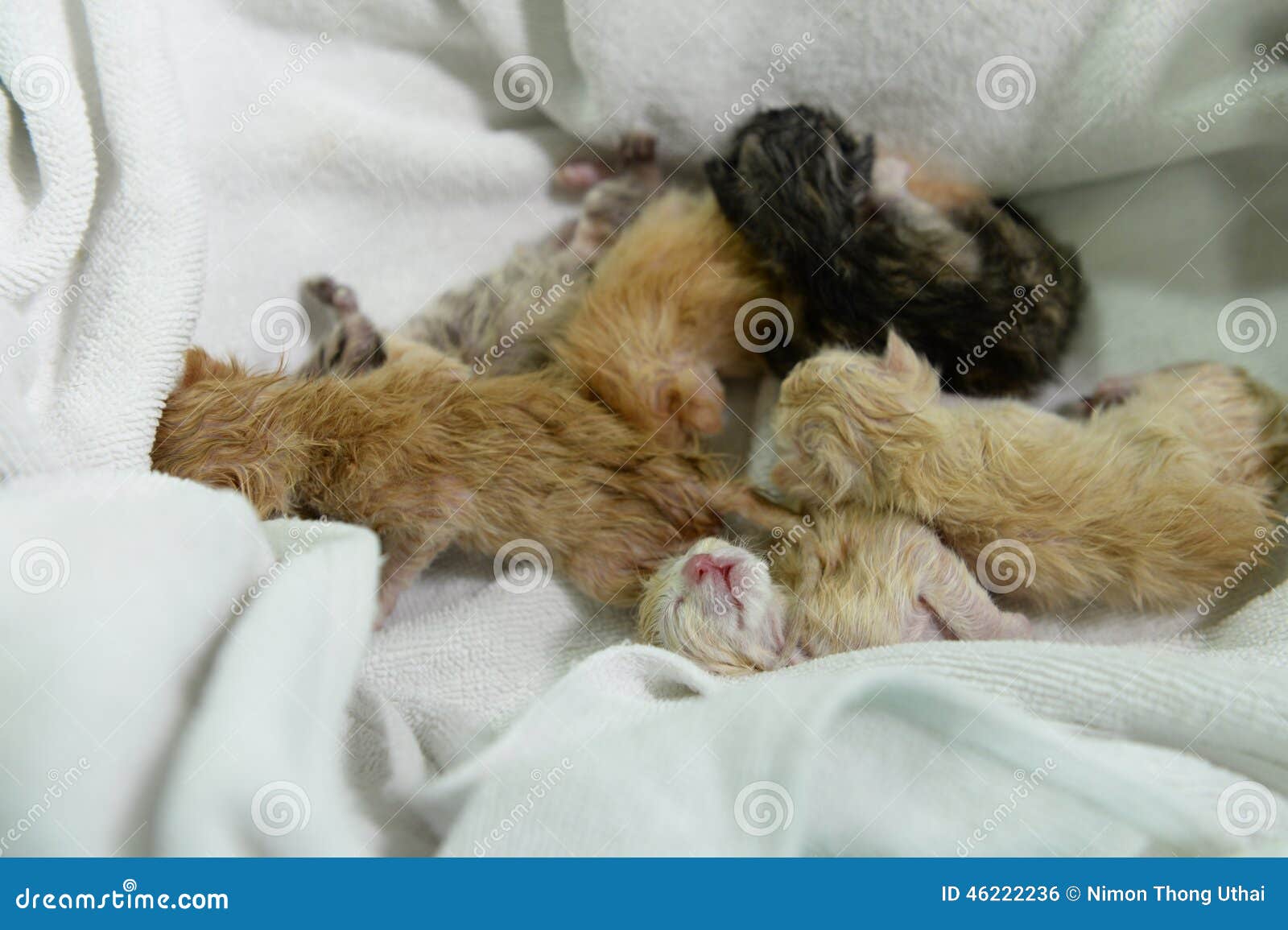 Groep pasgeboren katten in het ziekenhuis