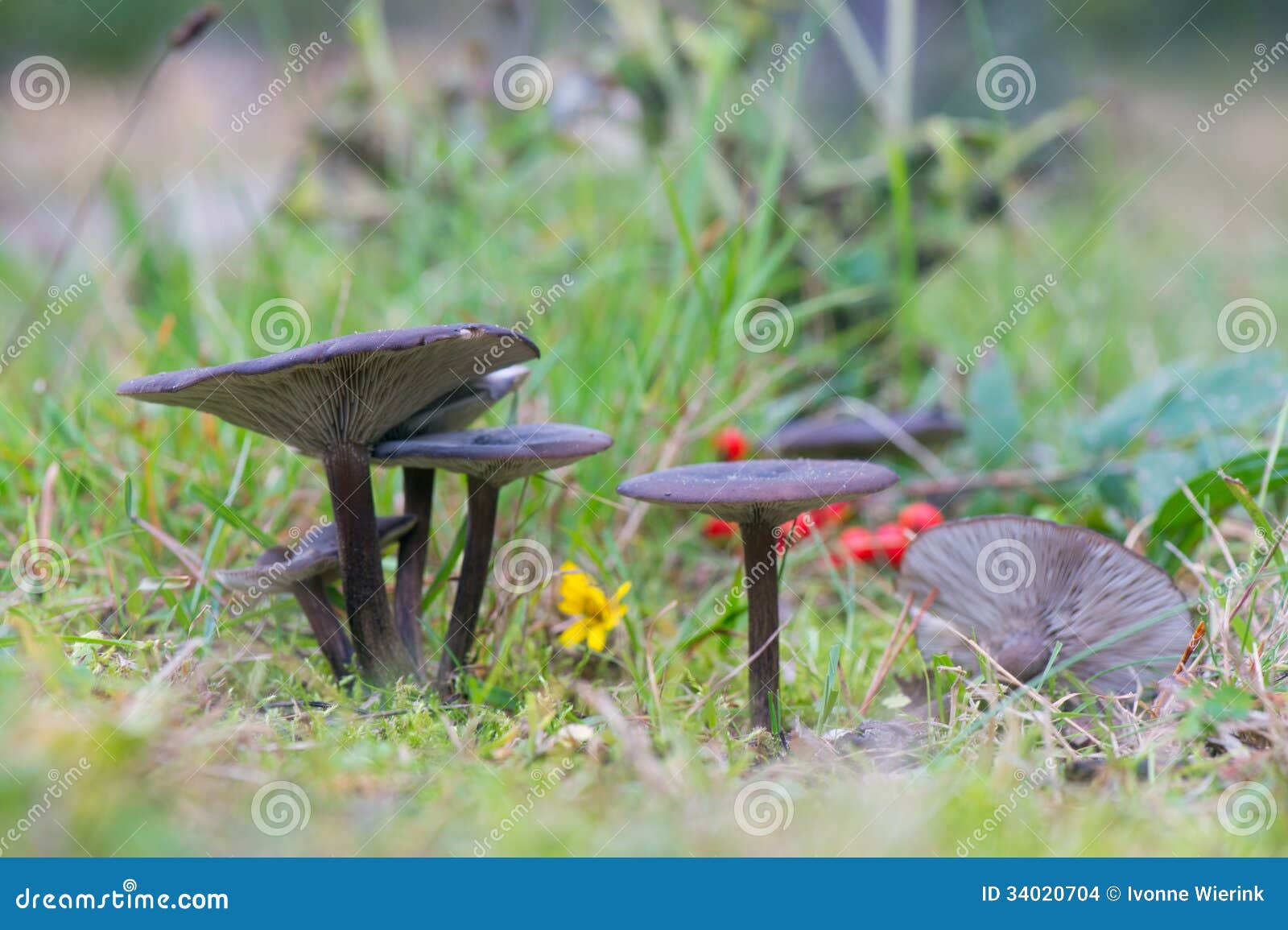 Groeps Donkere Paddestoelen Stock Foto Image of rood, steel 34020704
