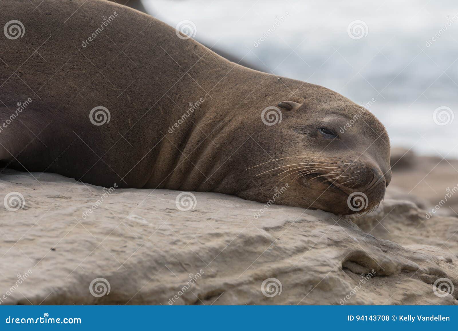 groggy sea lion opens eye