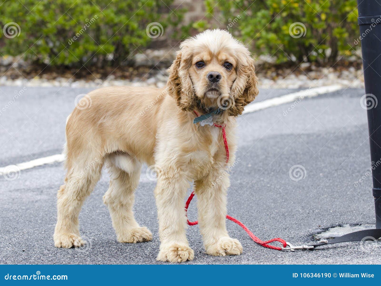 male cocker spaniel