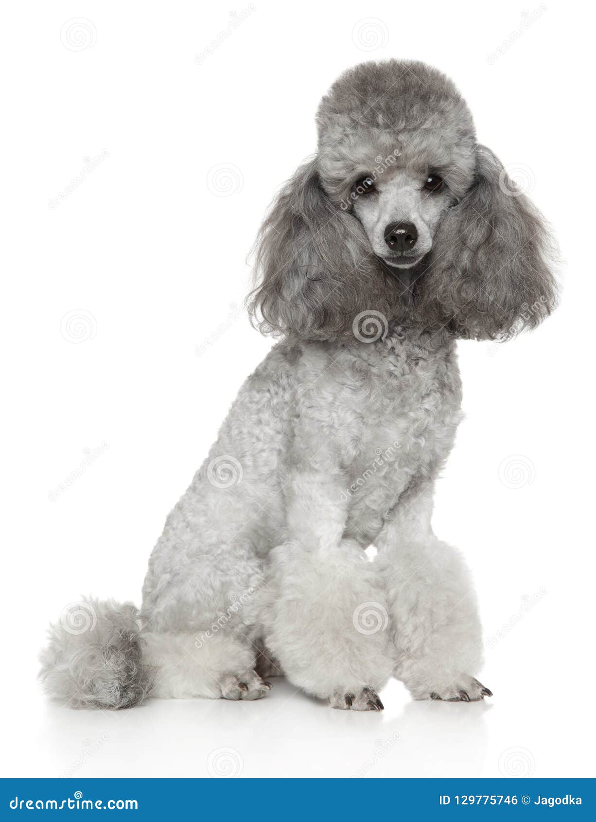 gray poodle