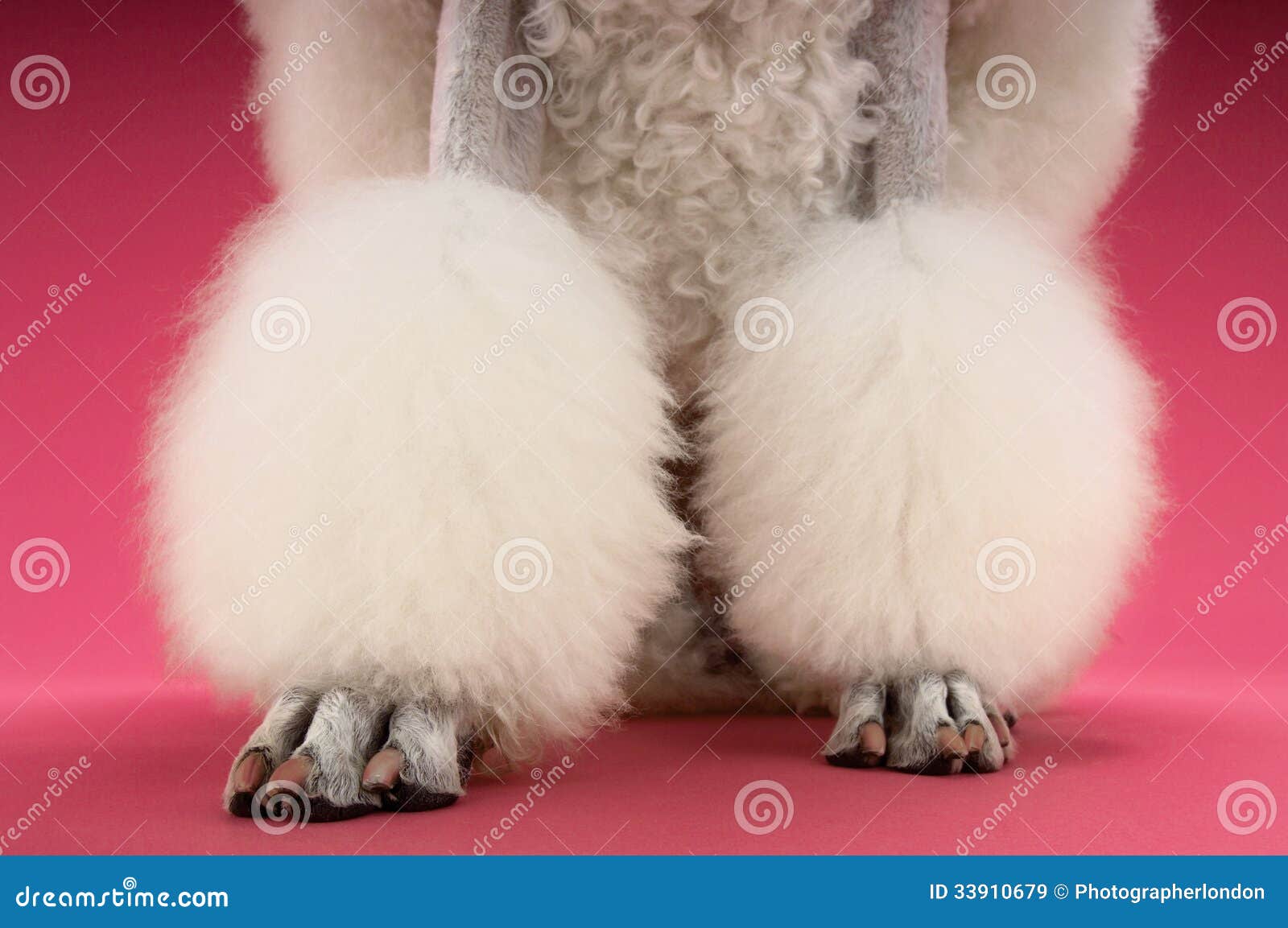 groomed white poodle's legs