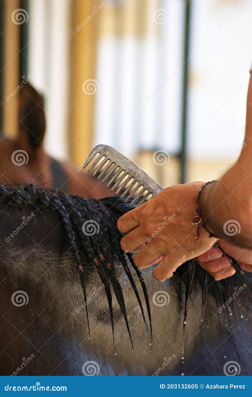 groomer braiding a horse with traditional equine braids for doma vaquera