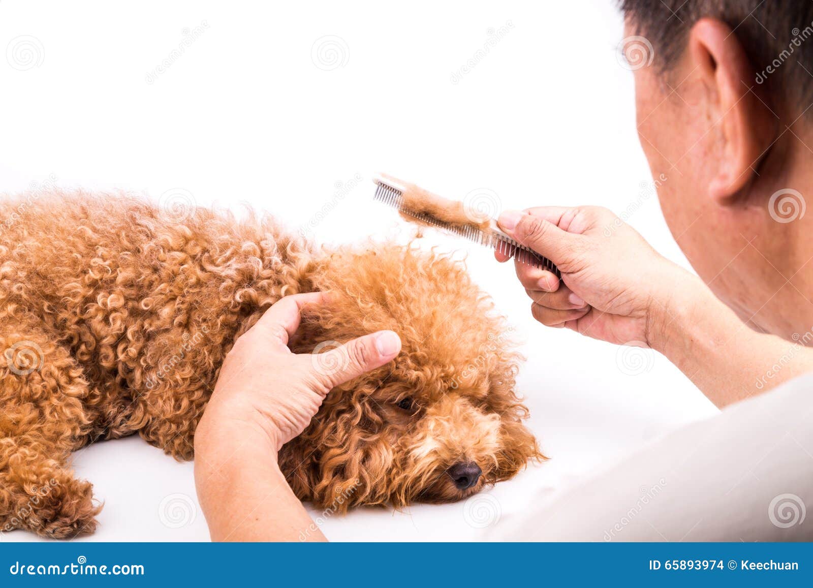 Groomer Combing Dog, with Detangled Fur Stuck on Comb Stock Photo