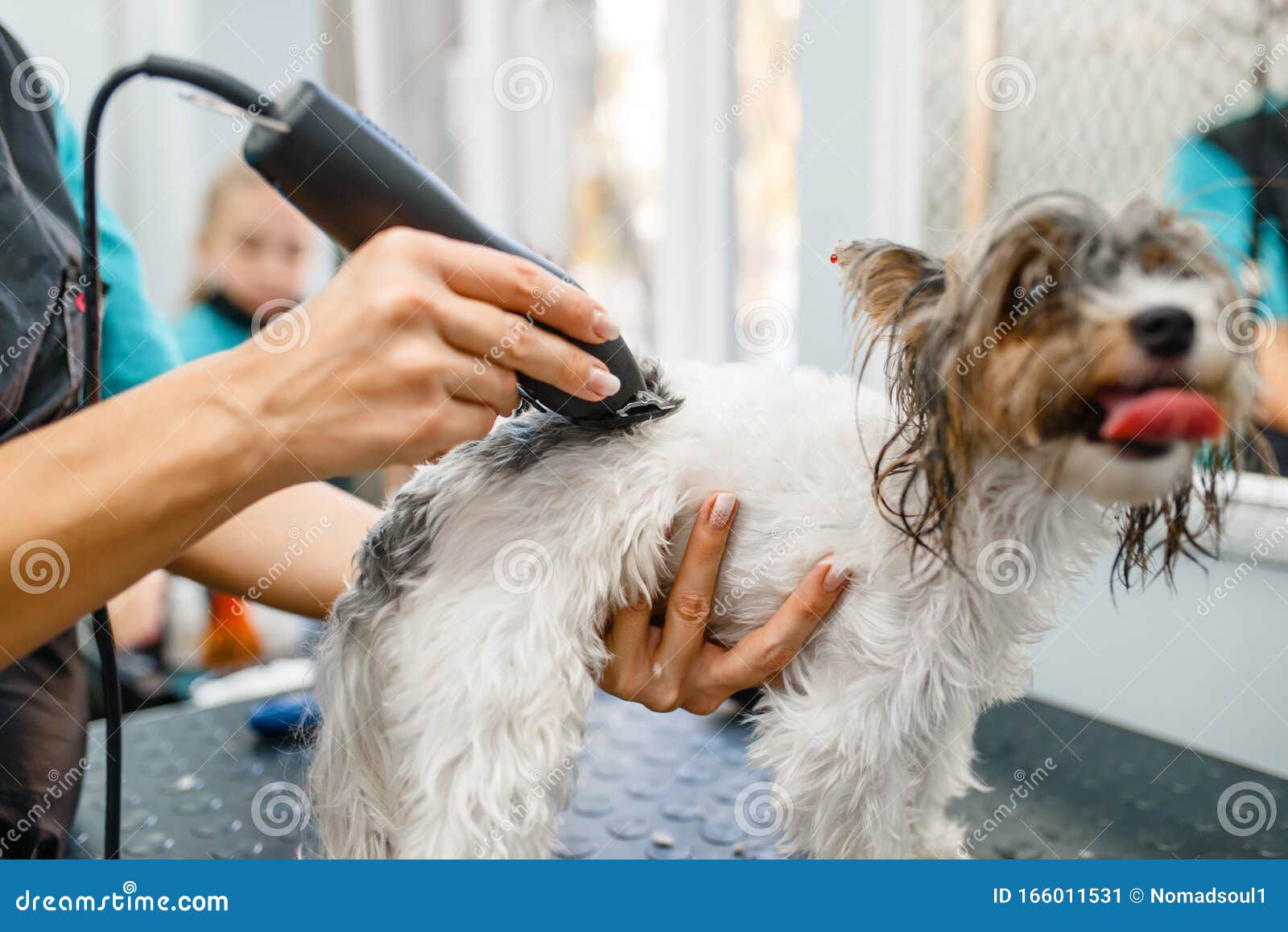 small animal groomer