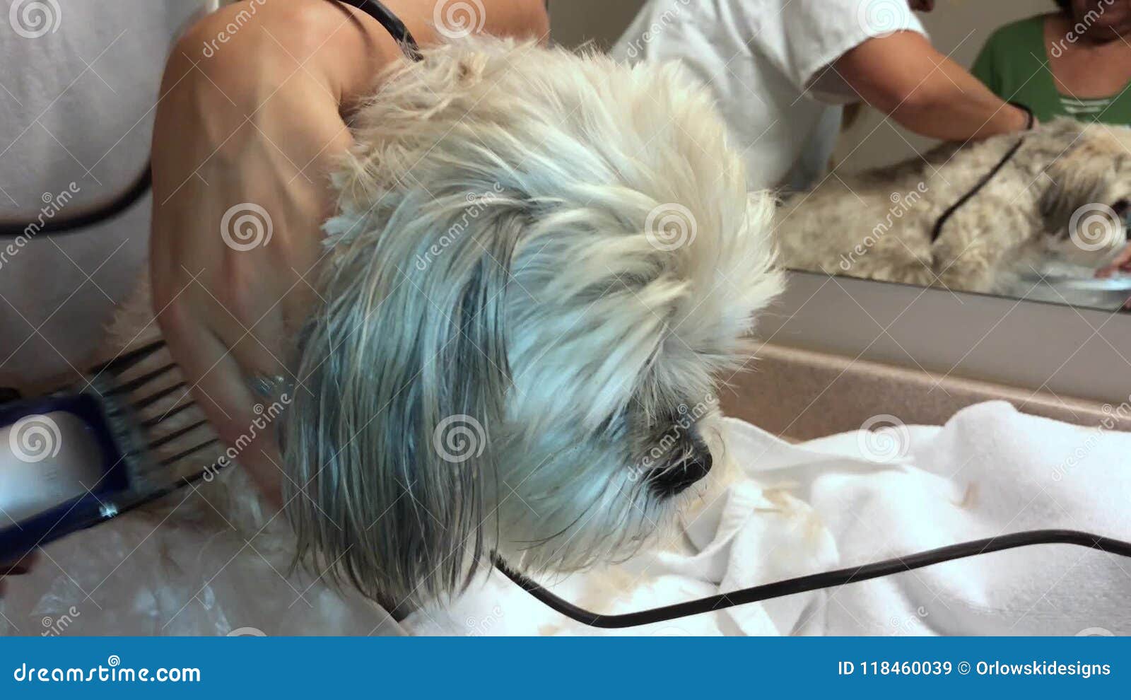 Groomer Trims Small White Long Haired Dog Stock Video Video Of