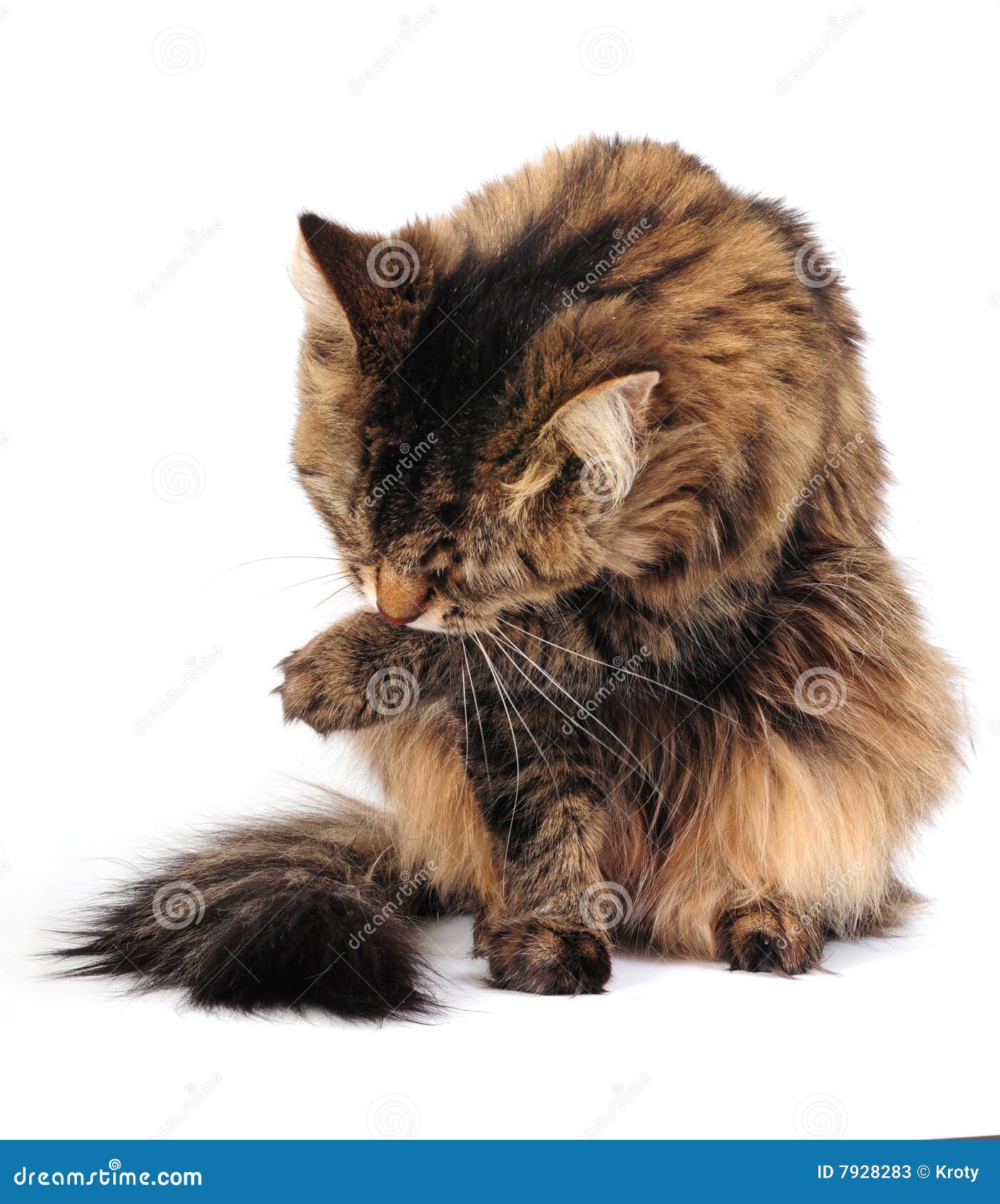 Grooming cat stock image. Image of furry, alley, cleaning 7928283
