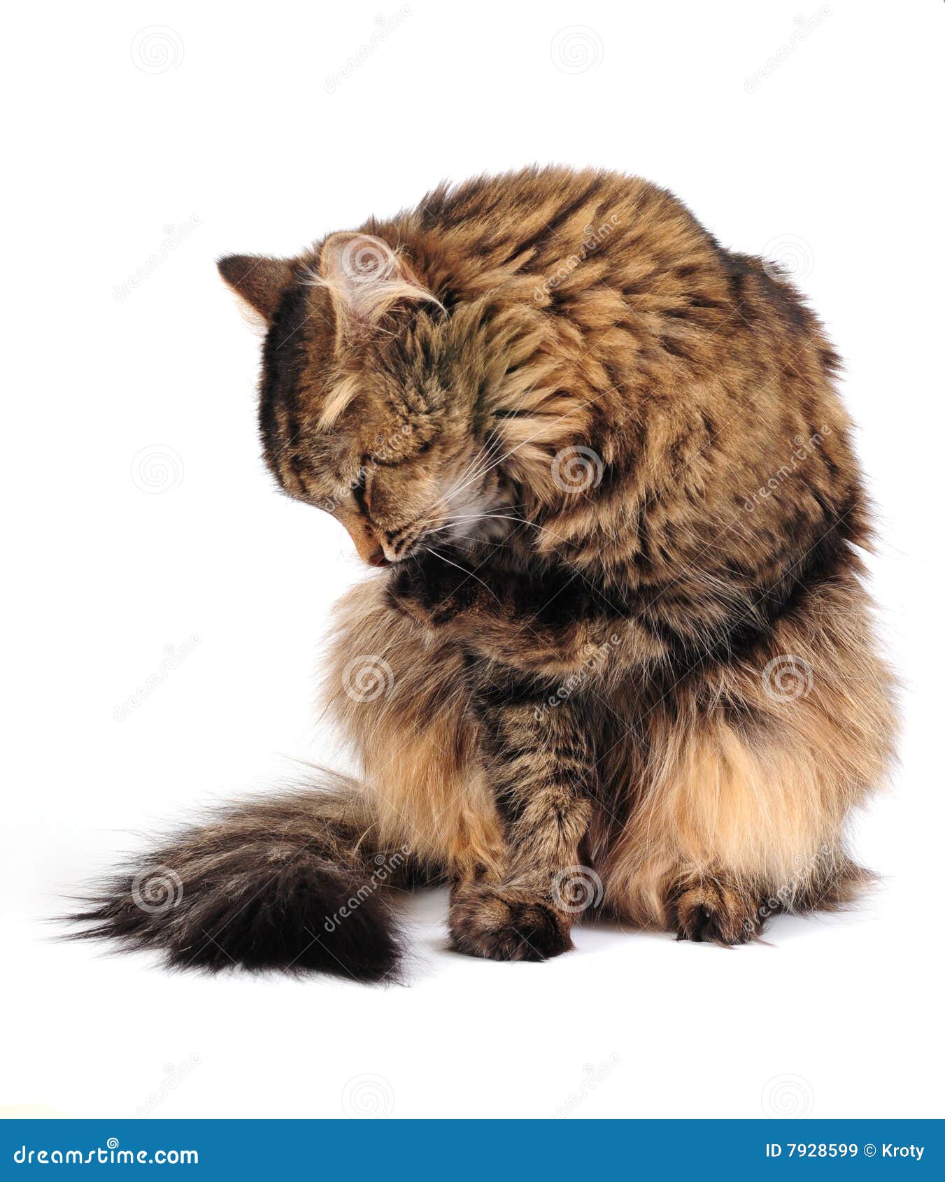 Grooming cat stock image. Image of isolated, hair, tabby 7928599
