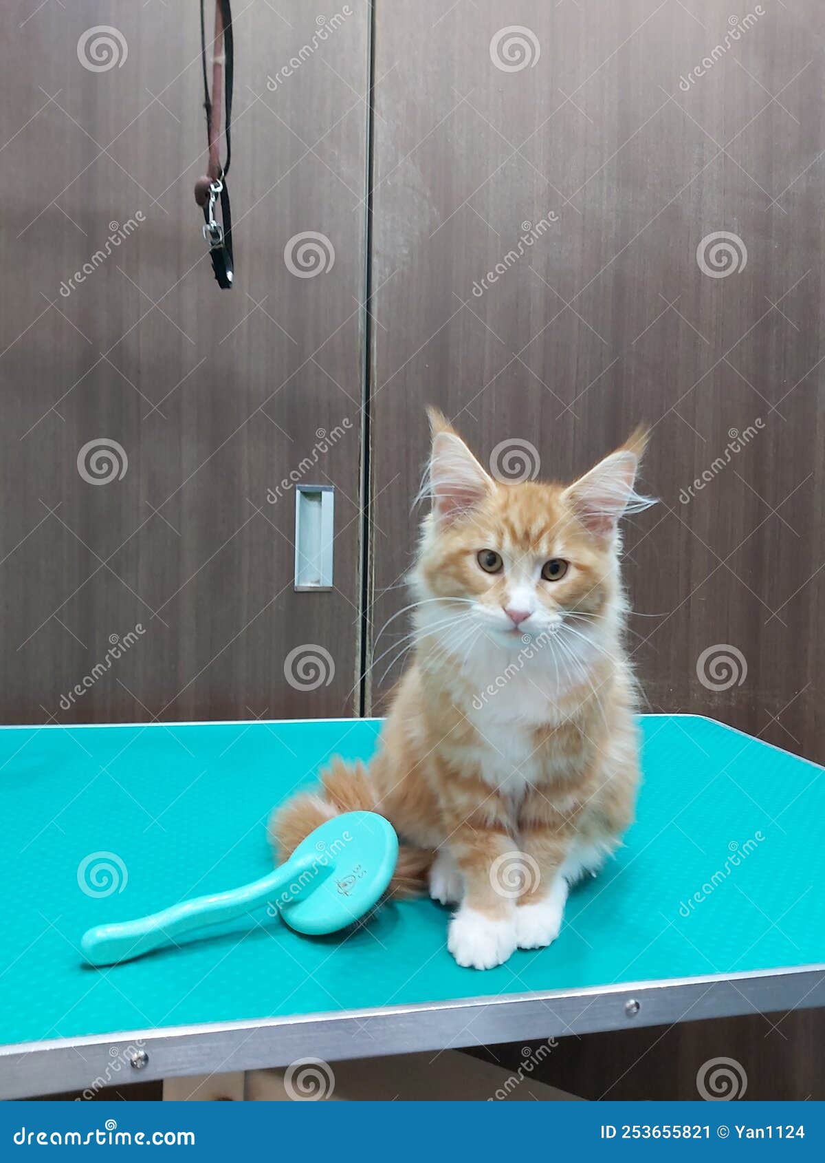 Grooming cat stock image. Image of grooming, finish 253655821