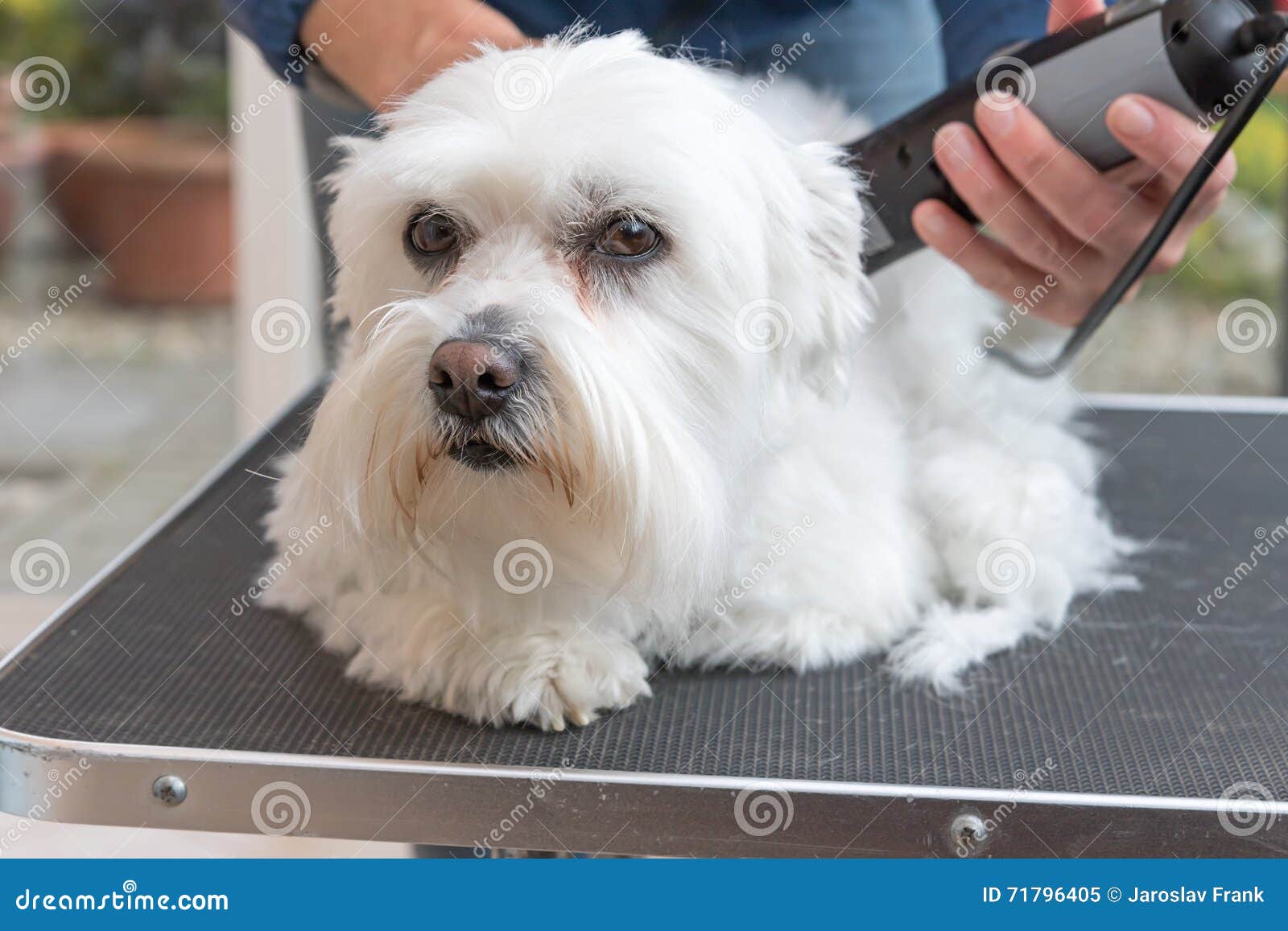 Grooming the Dog by Electric Razor Stock Image Image of hair, beauty