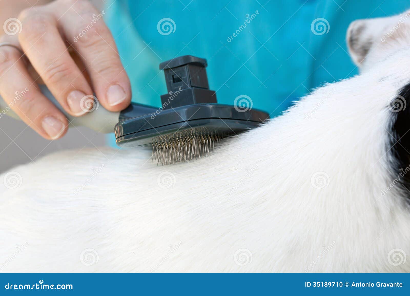 Grooming a Jack Russel with Brush Stock Photo Image of canine