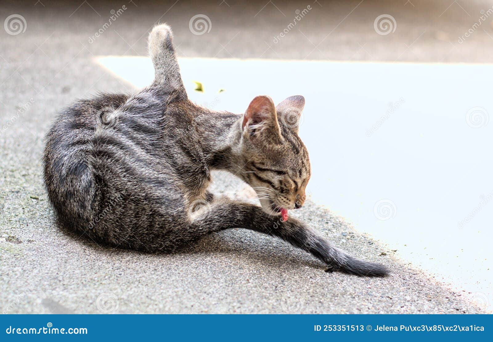 Grooming kitten stock image. Image of outside, whiskers 253351513