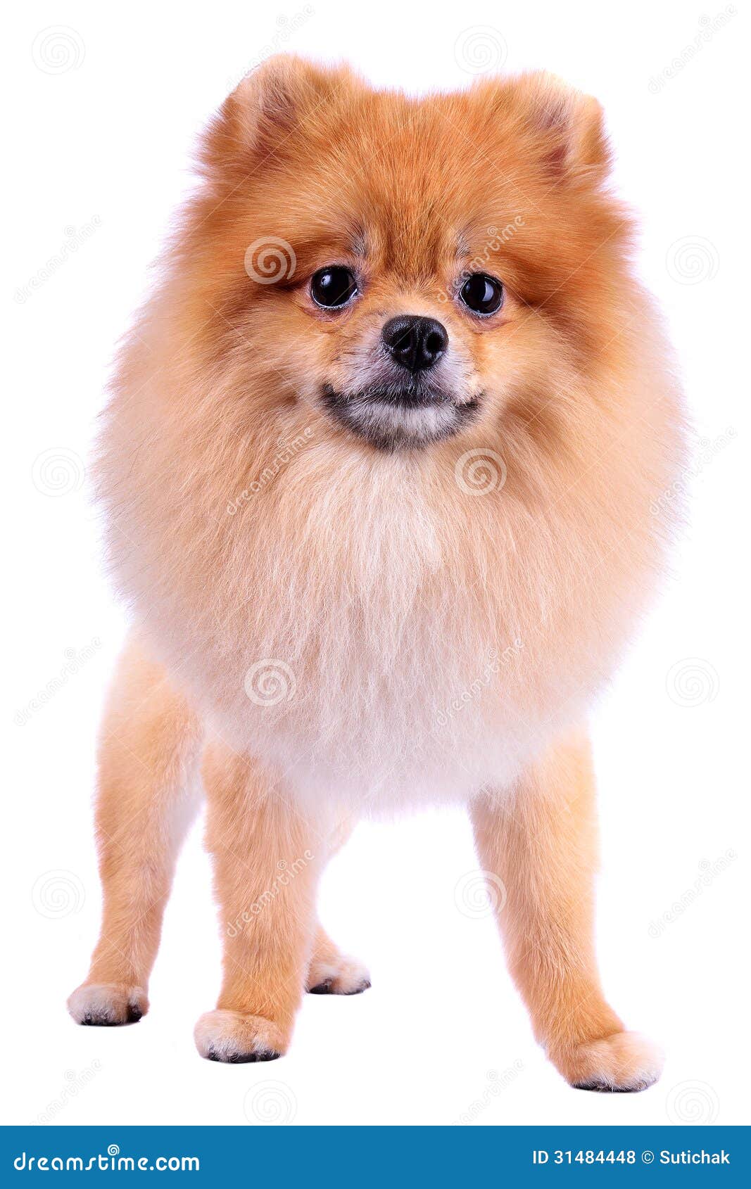 Grooming Lion Dog Hair, Pomeranian Dog Stock Photo - Image of face ...