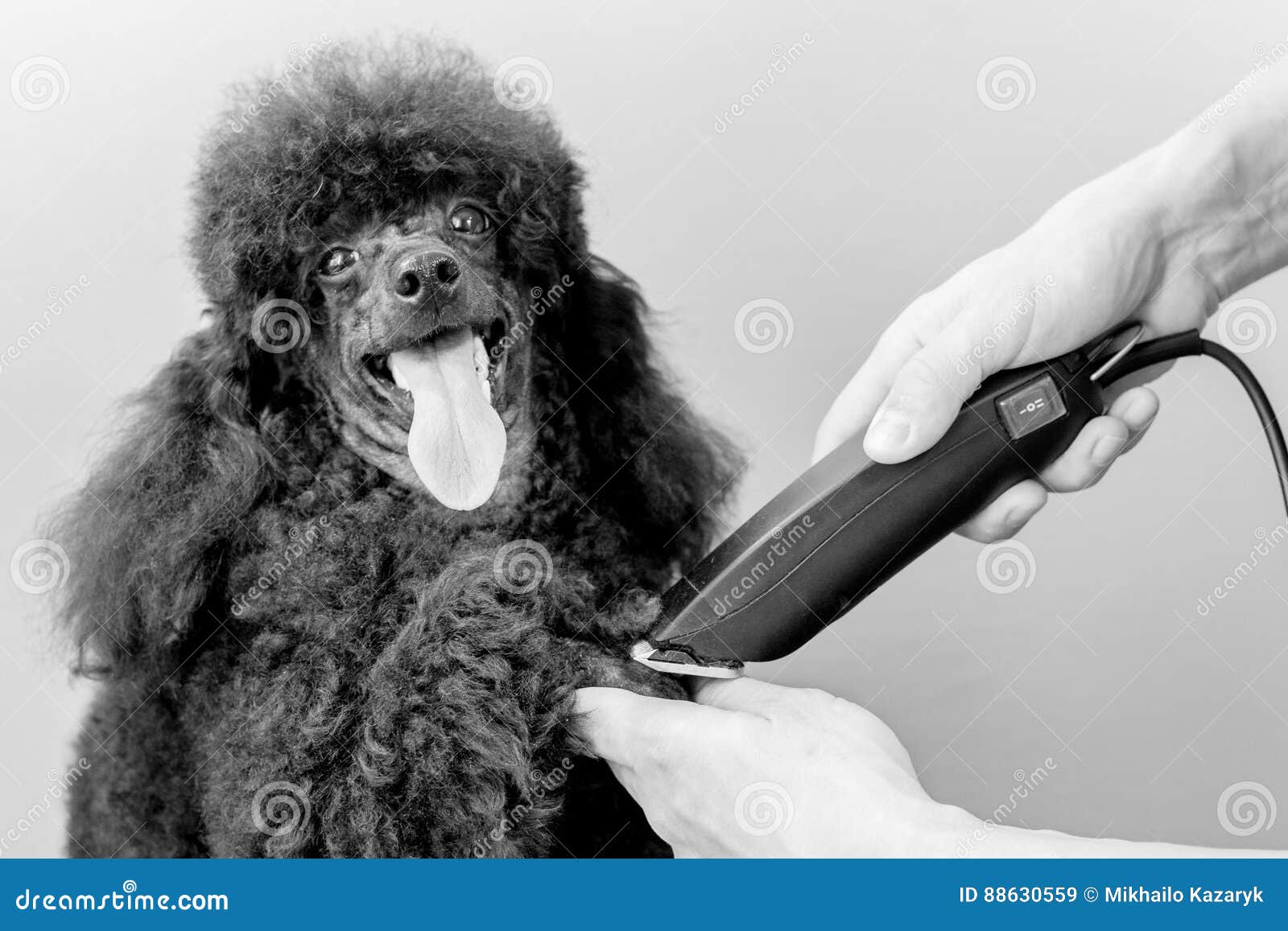 Grooming Paw of a Black Poodle Stock Image Image of cute, fluffy