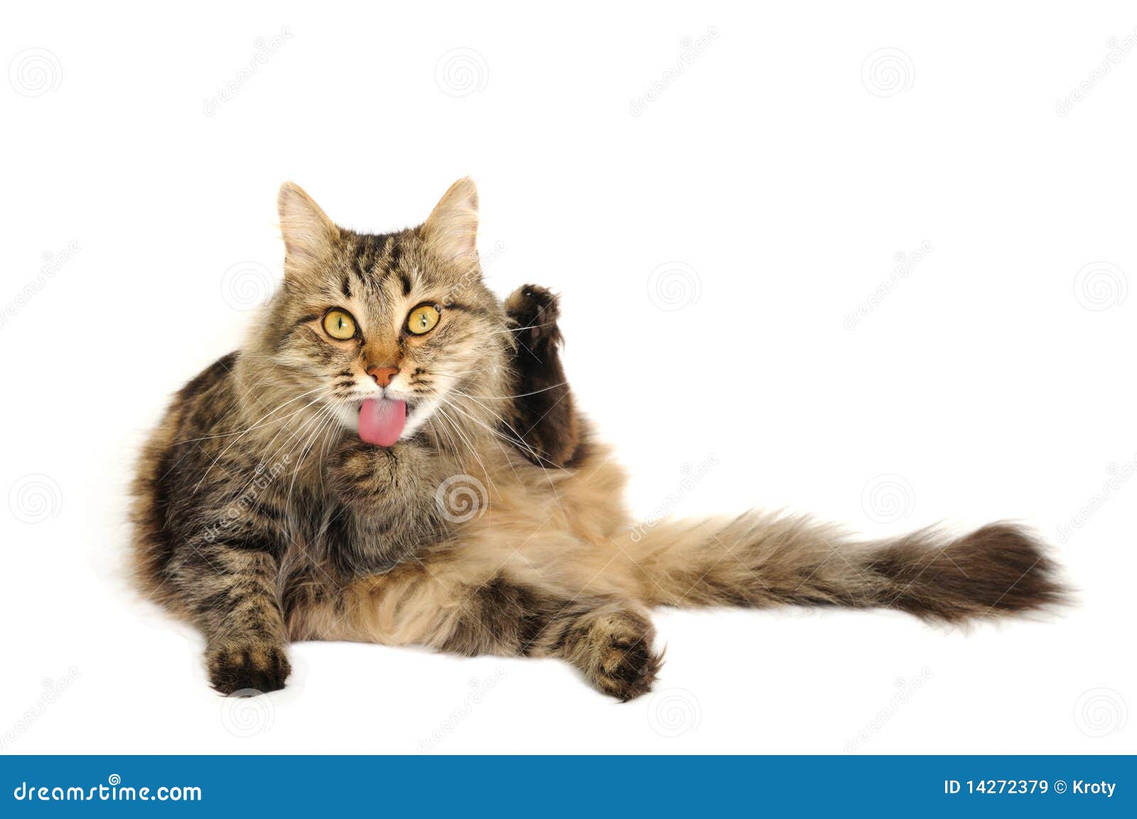 Grooming tabby cat stock image. Image of feline, hygiene 14272379