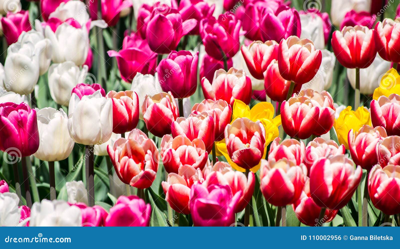 stoeprand waar dan ook gevolgtrekking Groot Bloembed Met Roze, Wit, Rood-wit, Gele Tulpen in Het Park Stock Foto  - Image of installaties, bladeren: 110002956