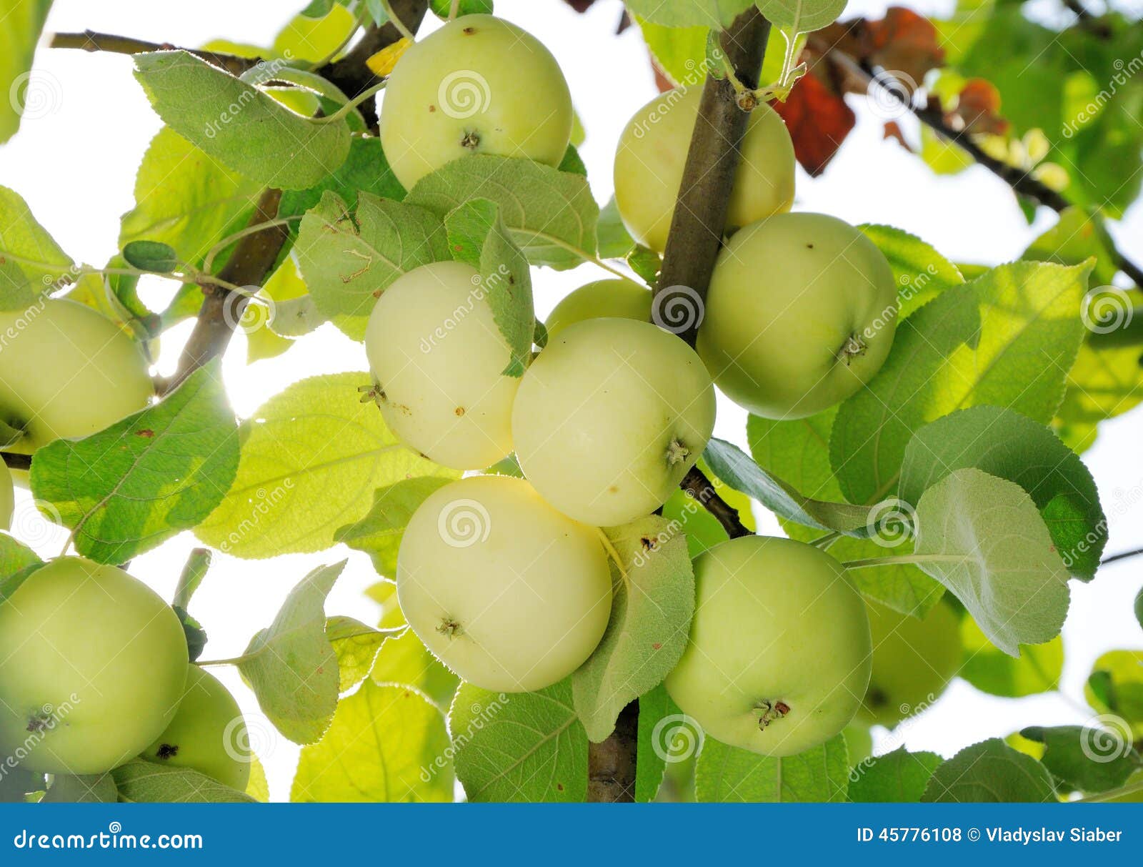 grope of white apples on the branch