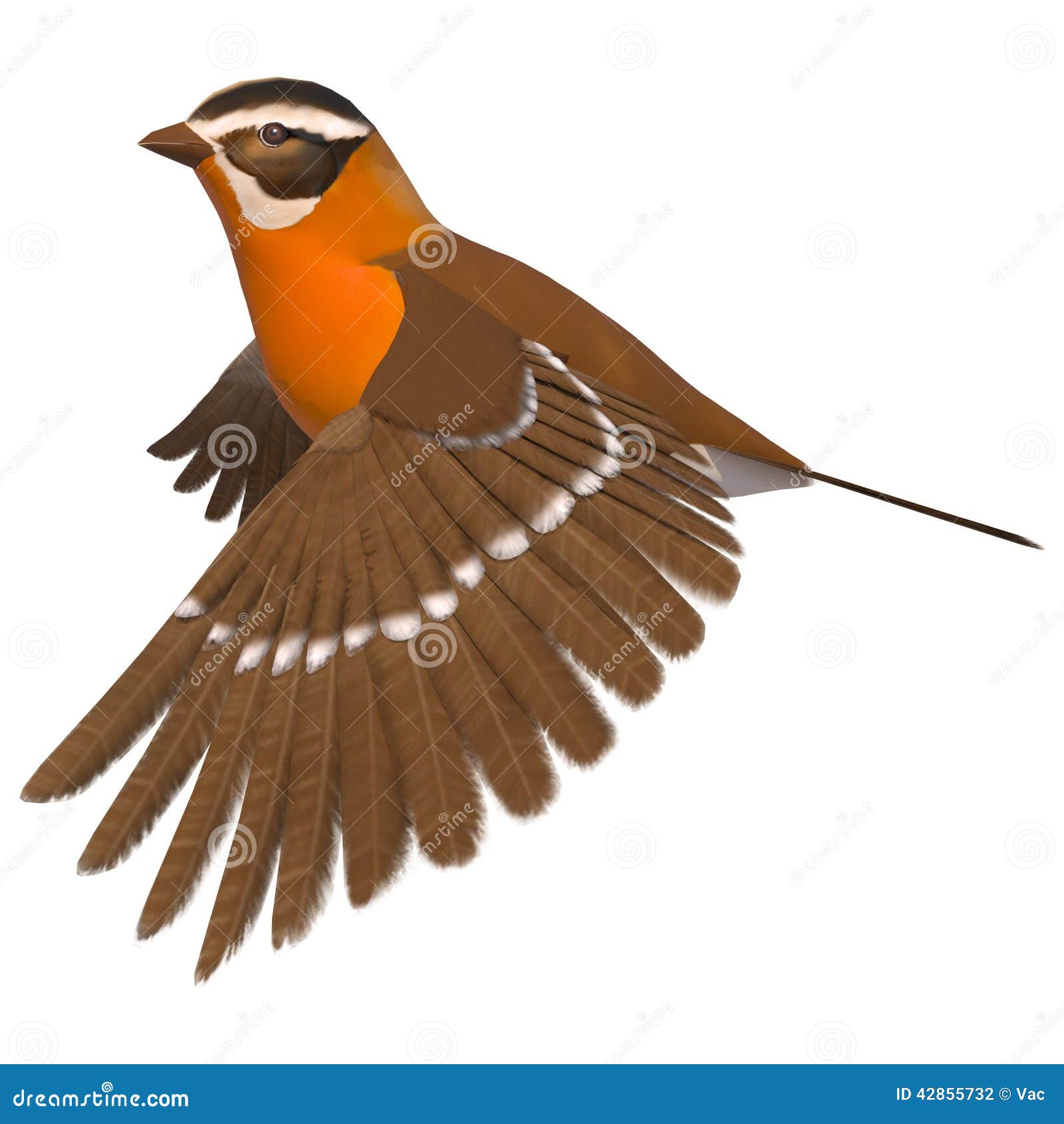 Gros Bec Doiseau Chanteur Illustration Stock Illustration